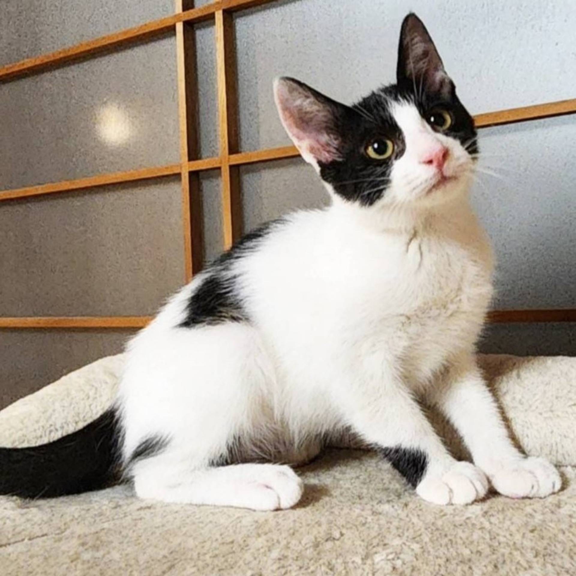 雑種（ミックス猫）・オスの里親募集の写真
