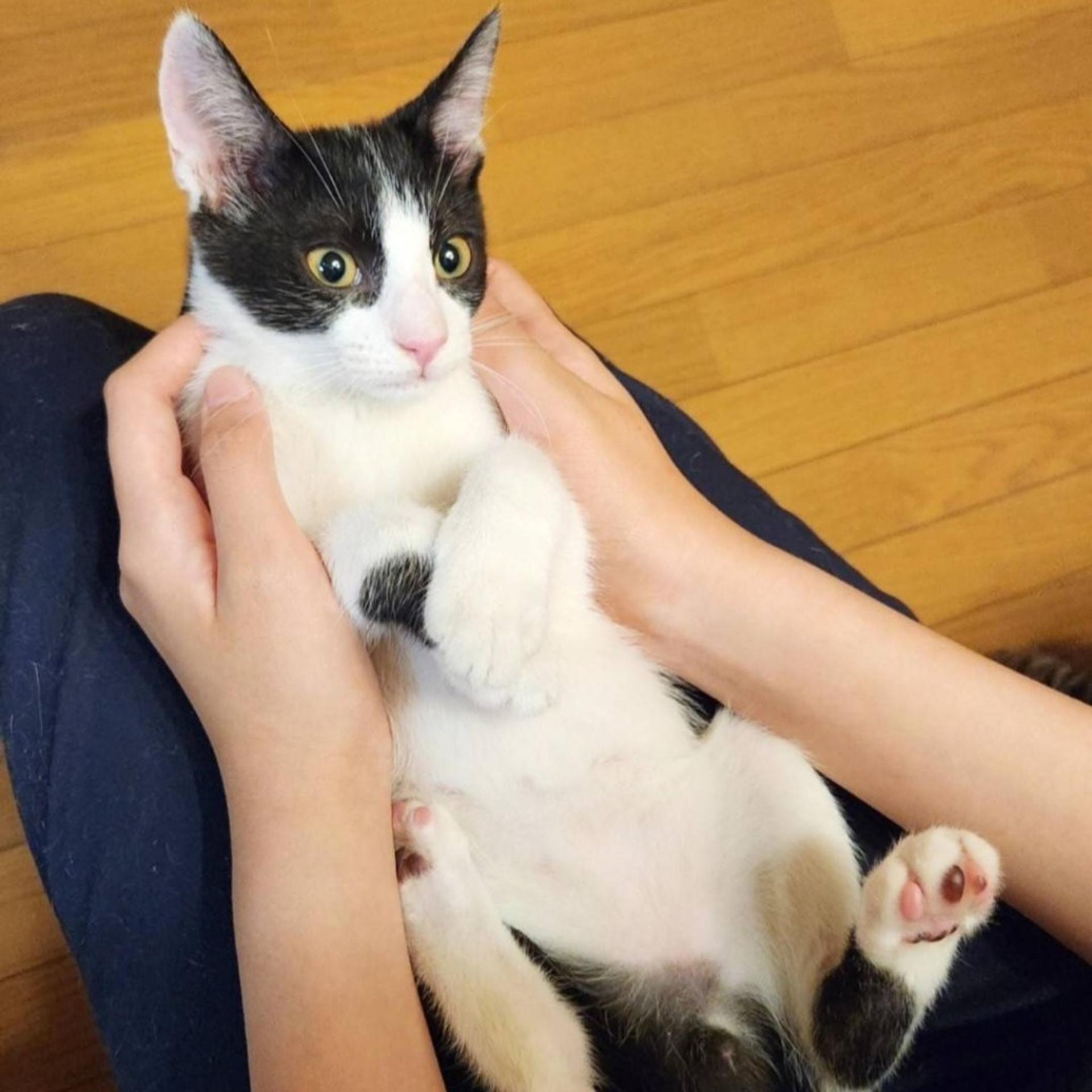 pet-image-2