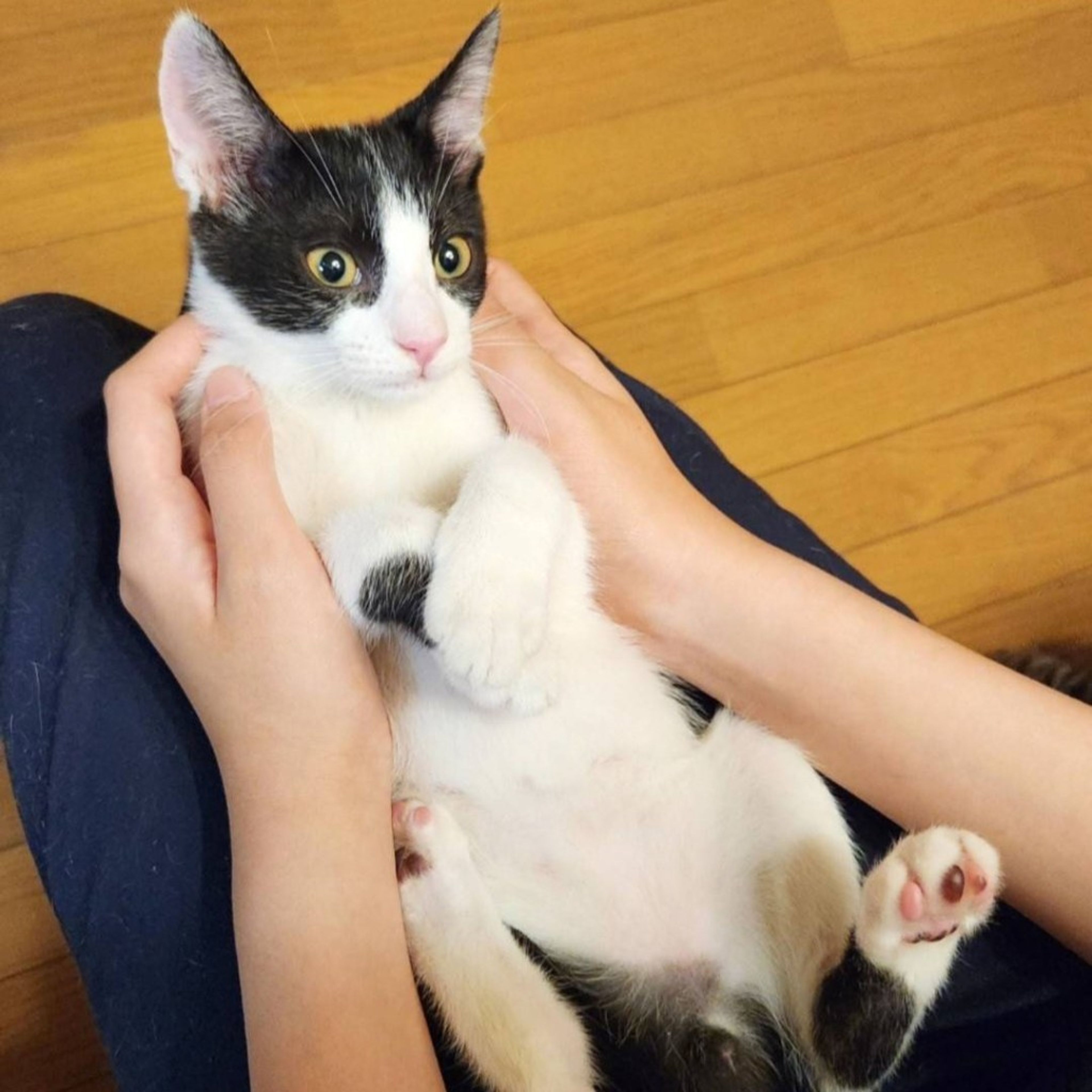 pet-image-2