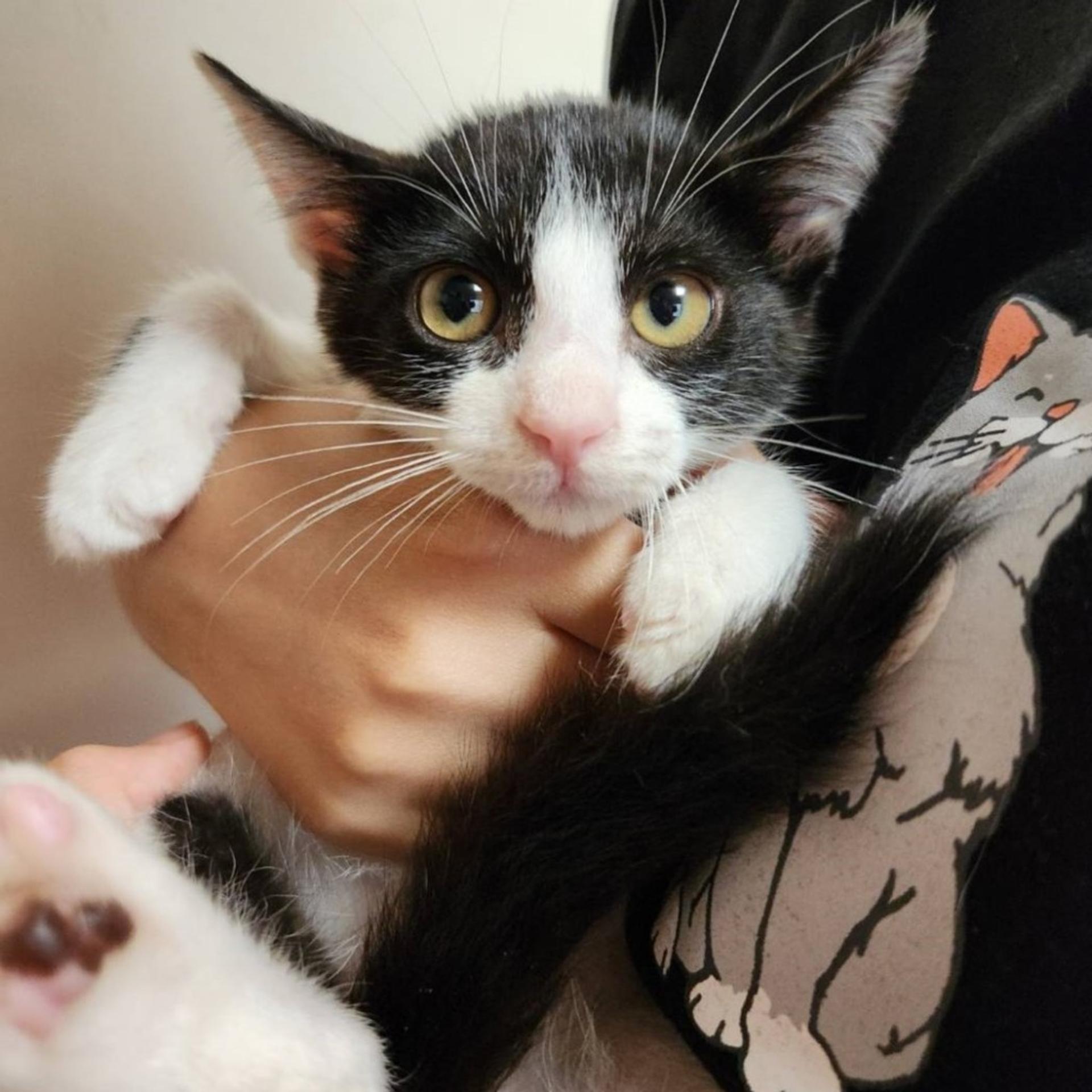 pet-image-3