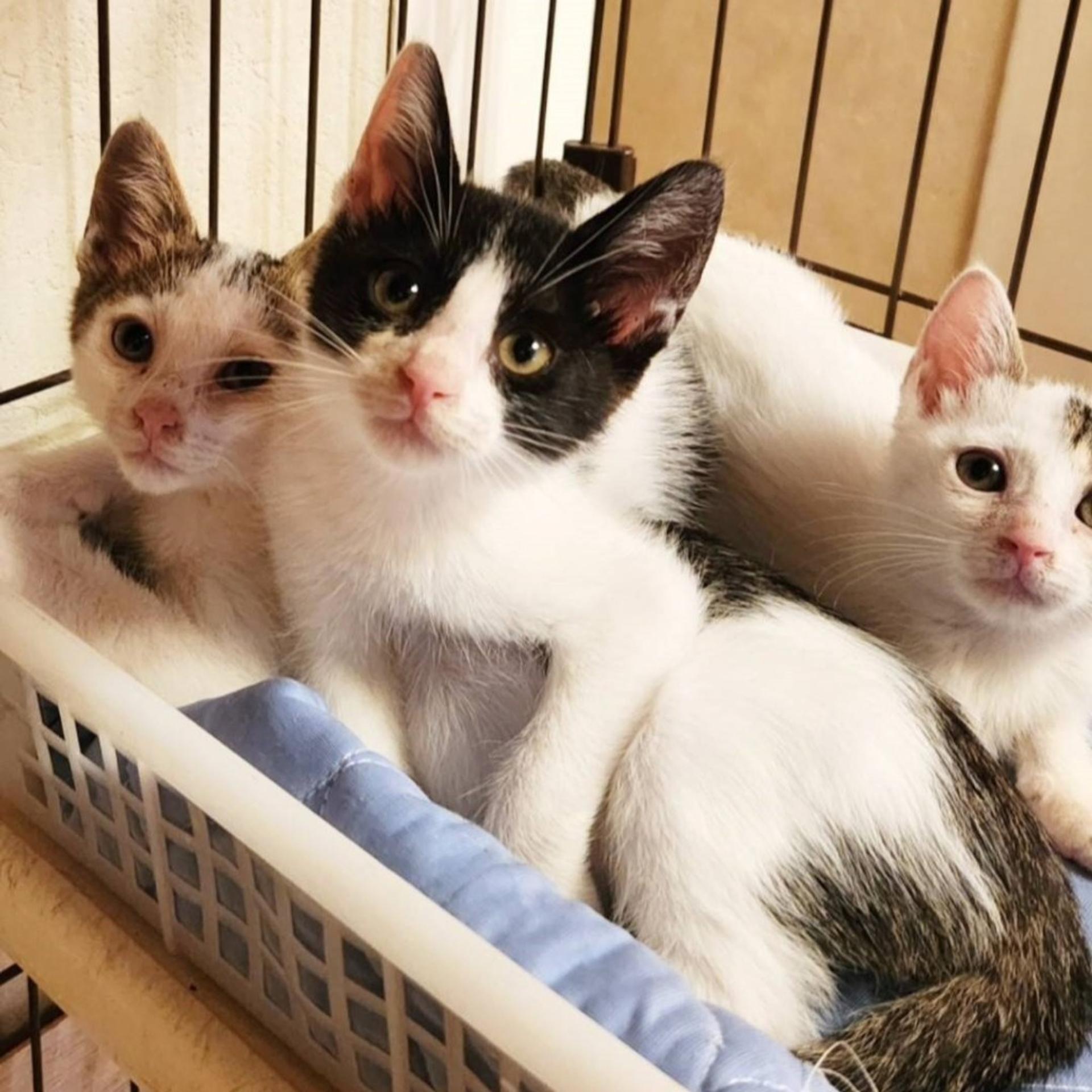 pet-image-8