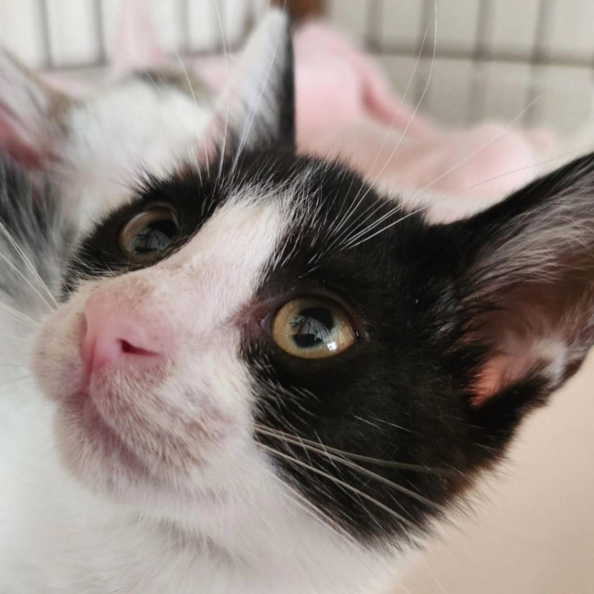 pet-image-9