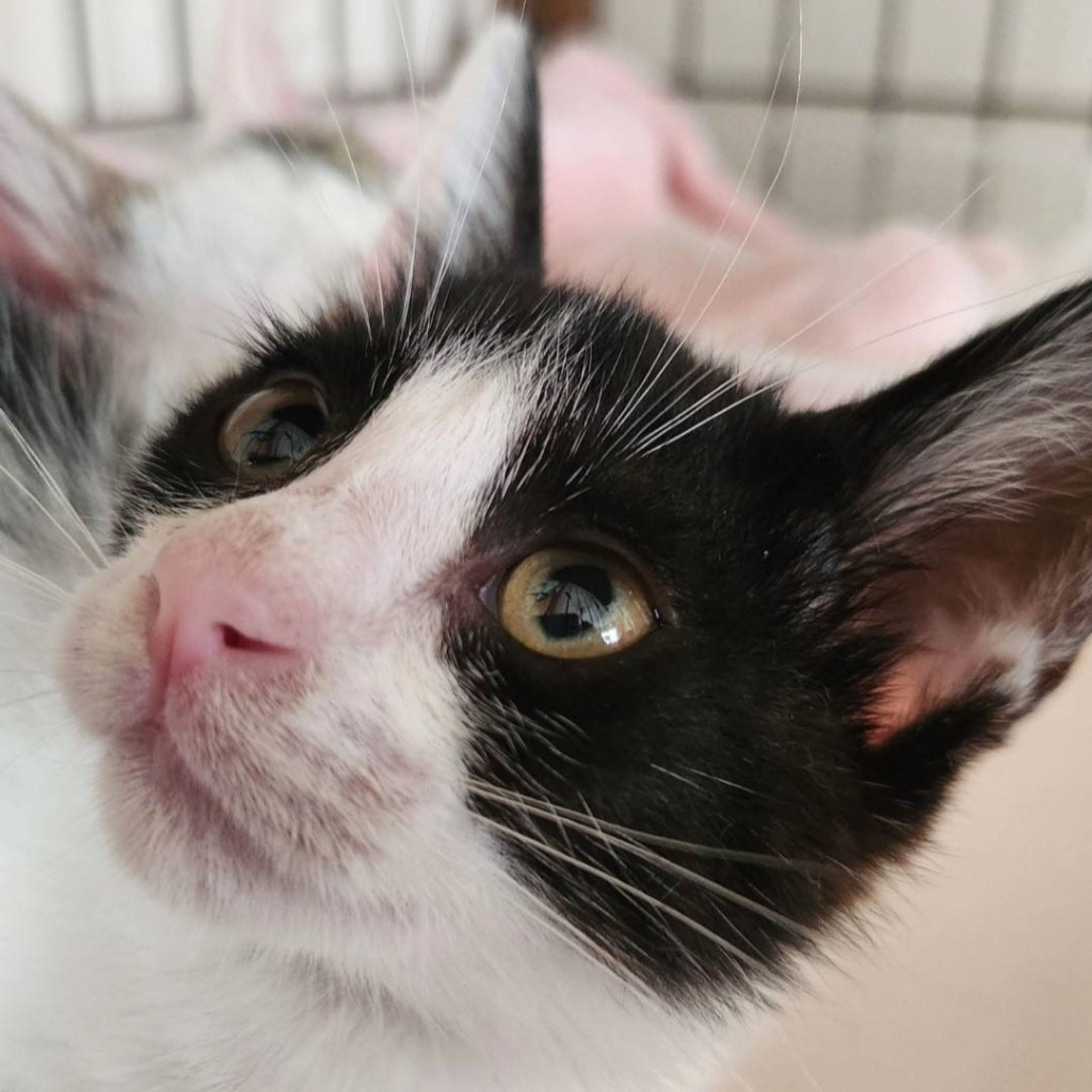 pet-image-9