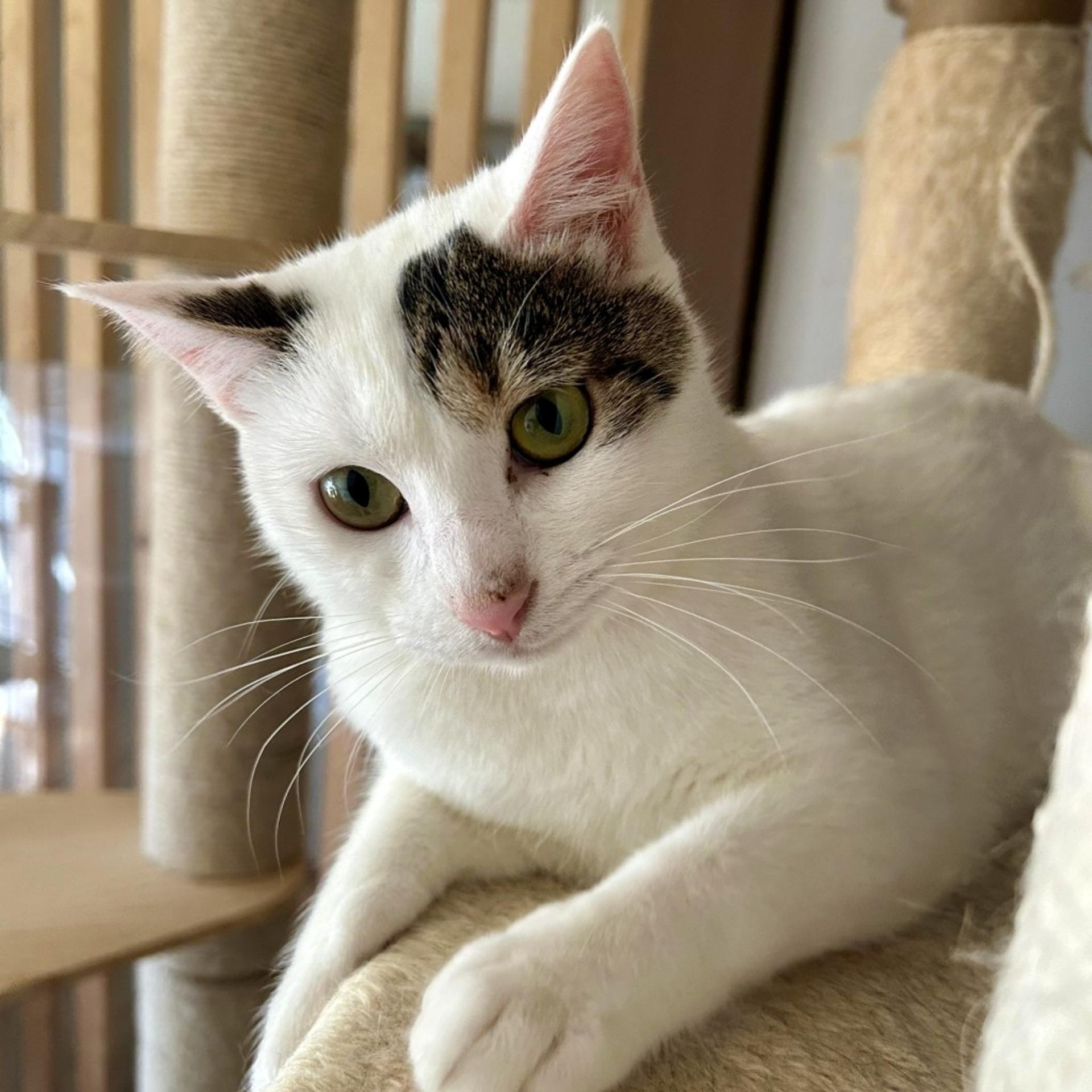 pet-image-4