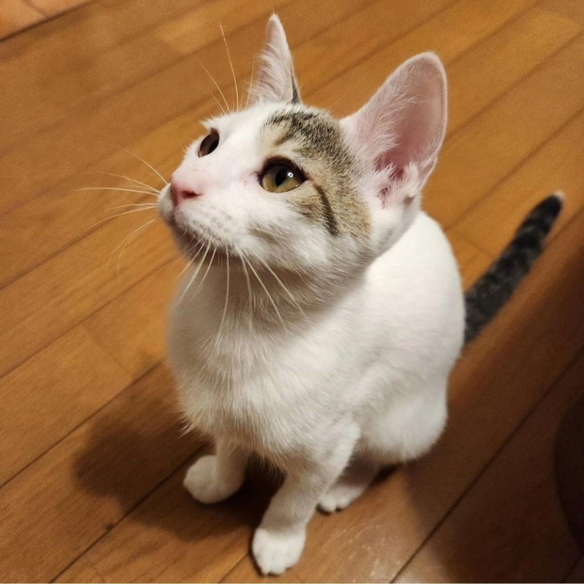pet-image-8