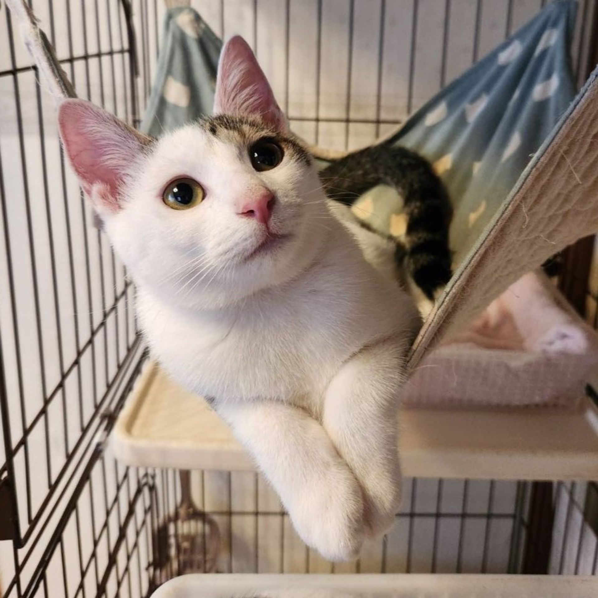 雑種（ミックス猫）・メスの里親募集の写真