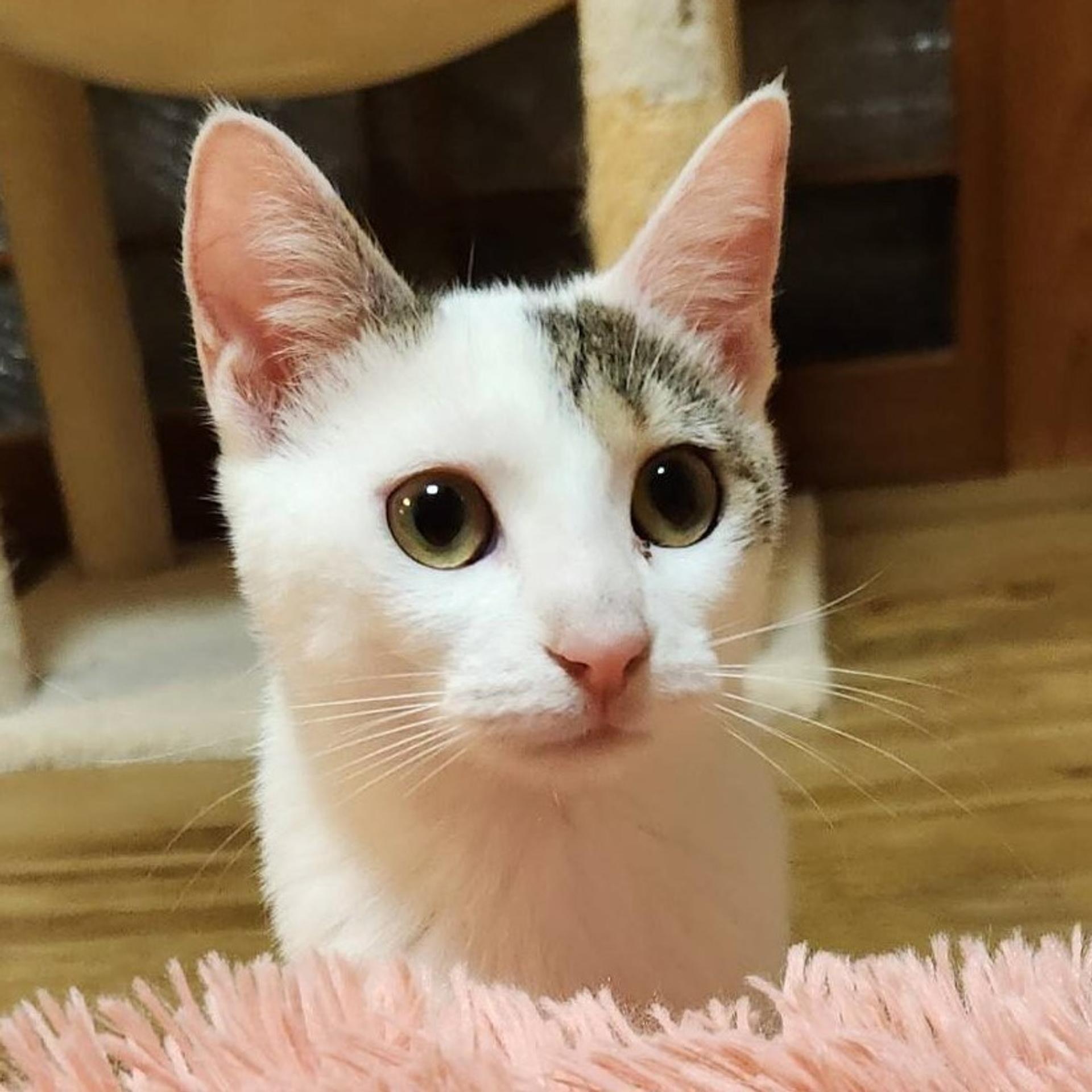 pet-image-3