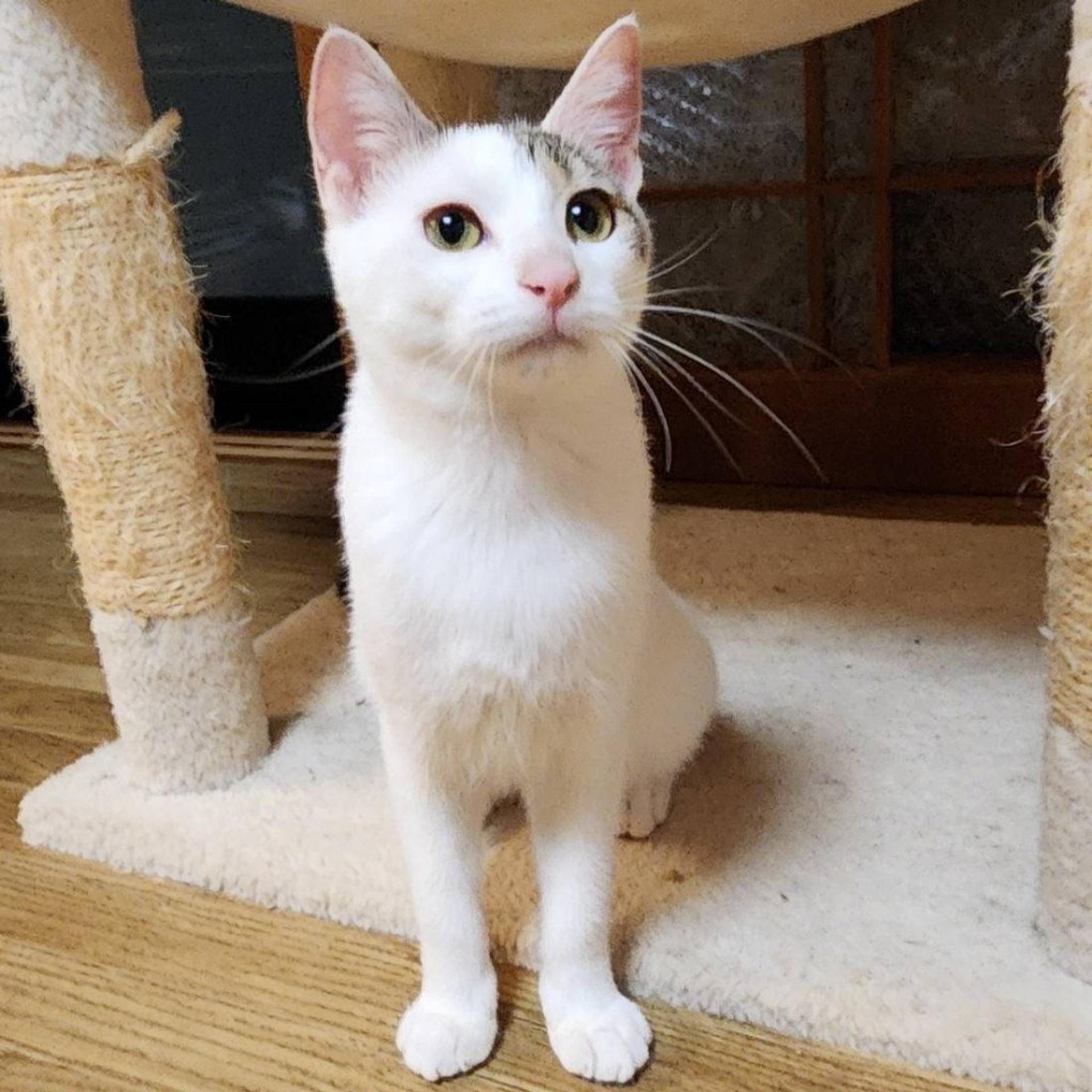 pet-image-6