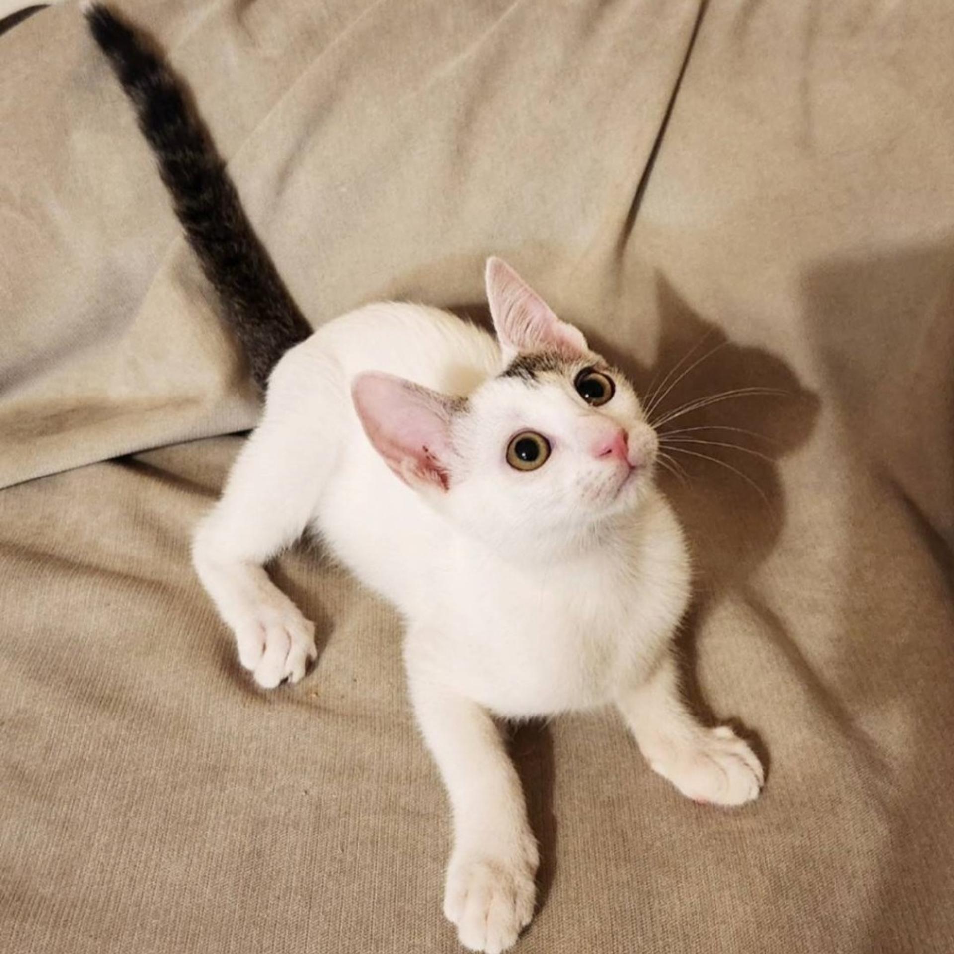 pet-image-7