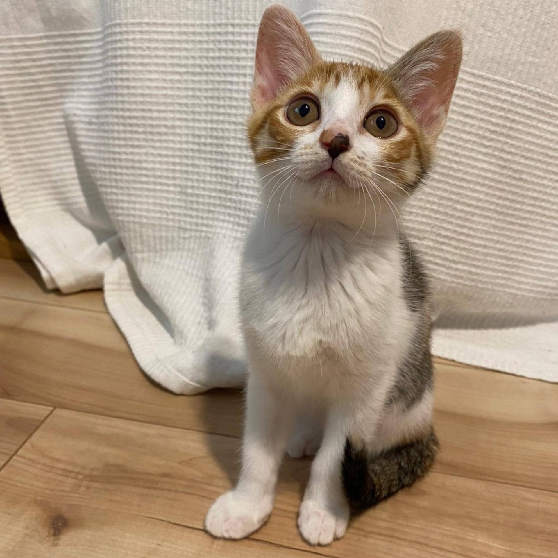 pet-image-4