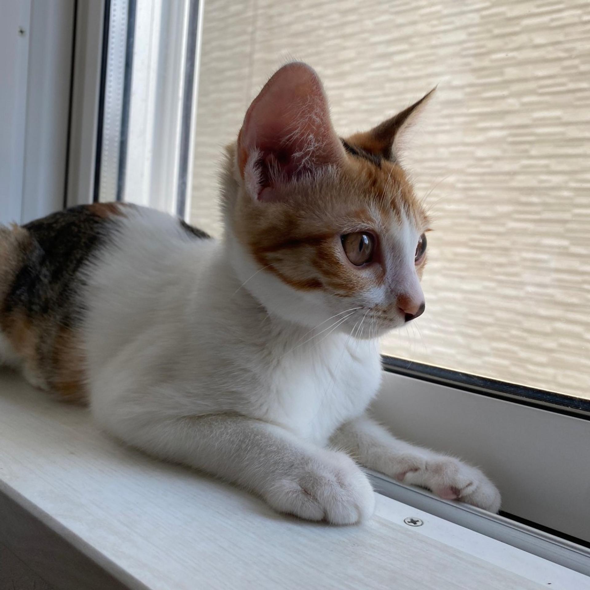 pet-image-5