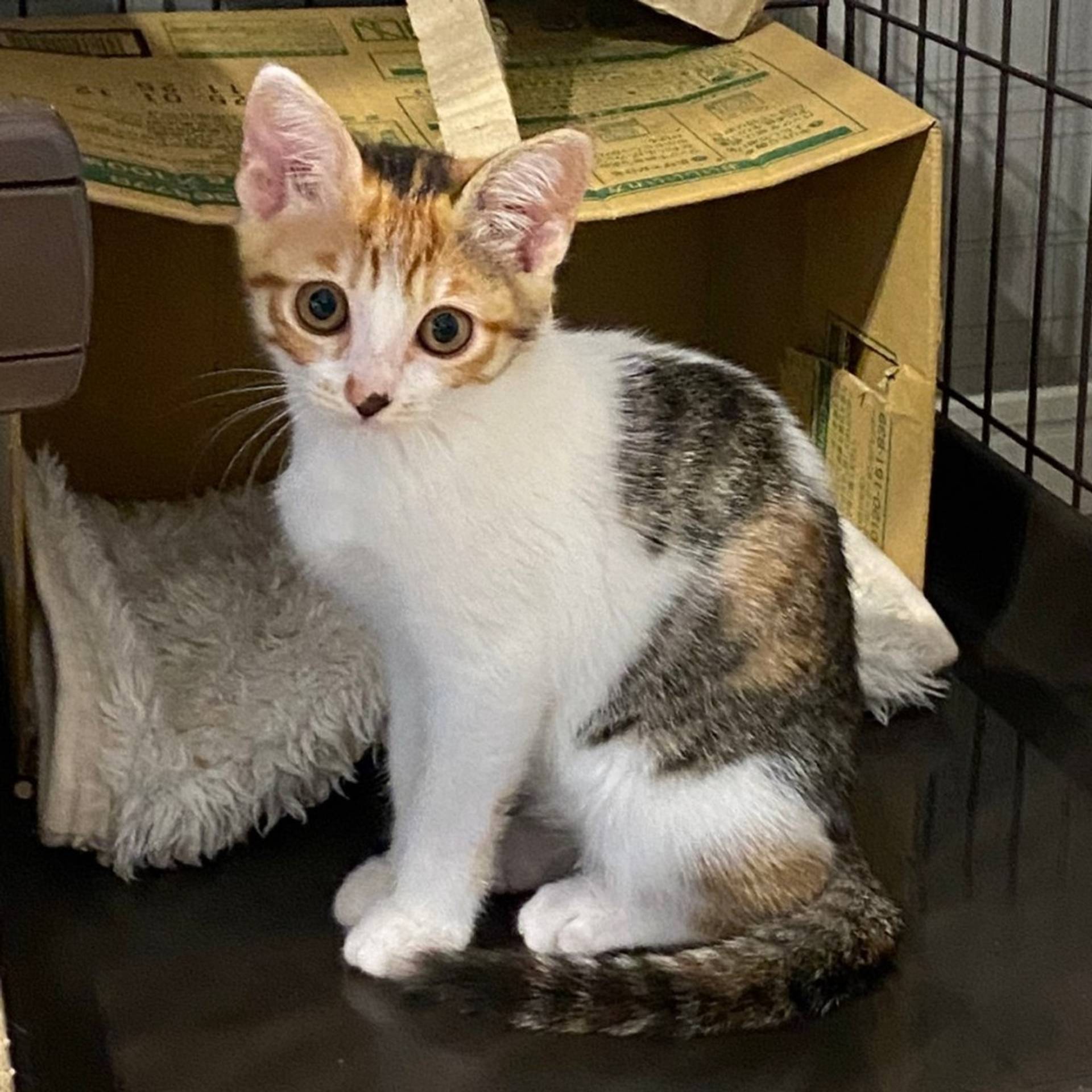 雑種（ミックス猫）・メスの里親募集の写真