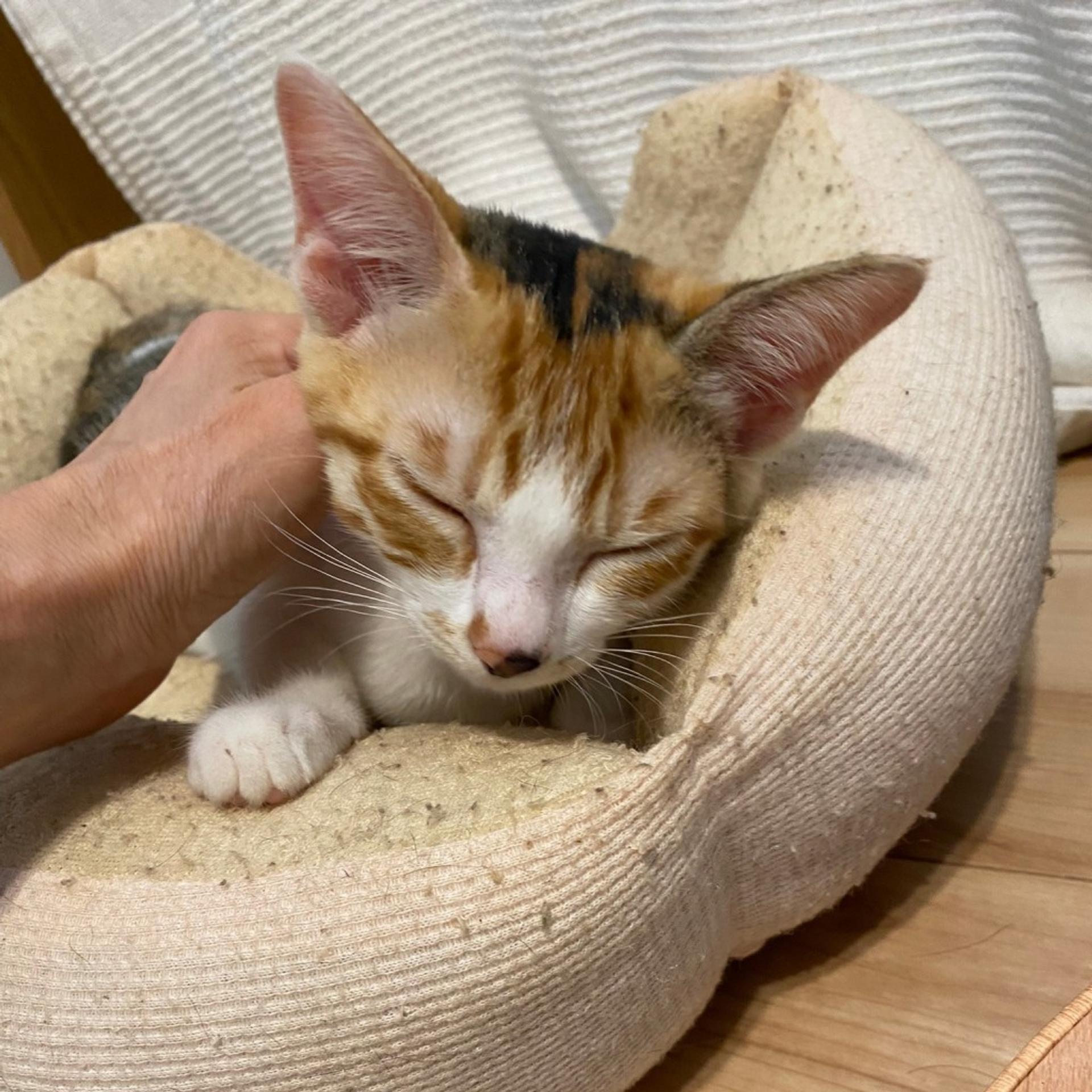 pet-image-2