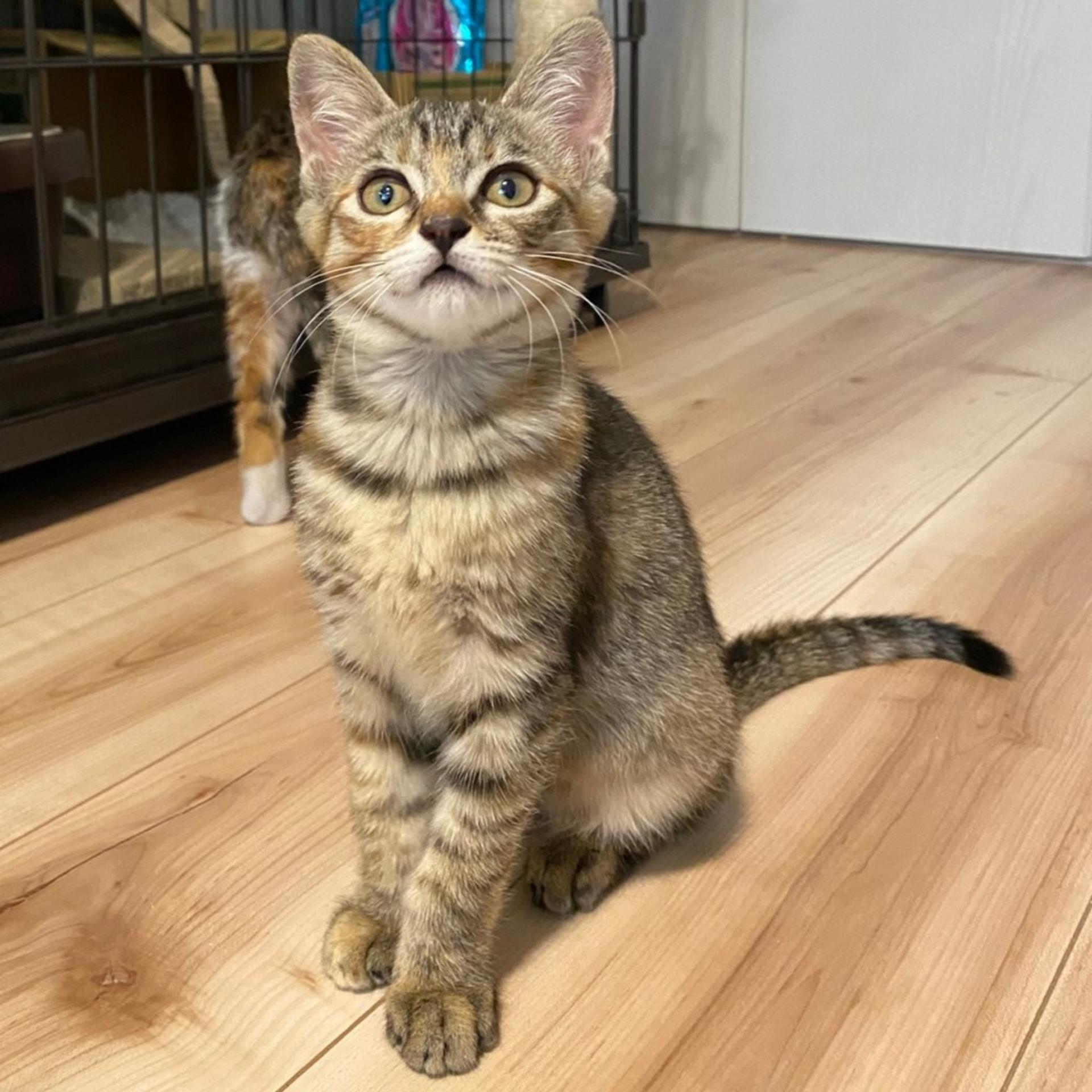 pet-image-4