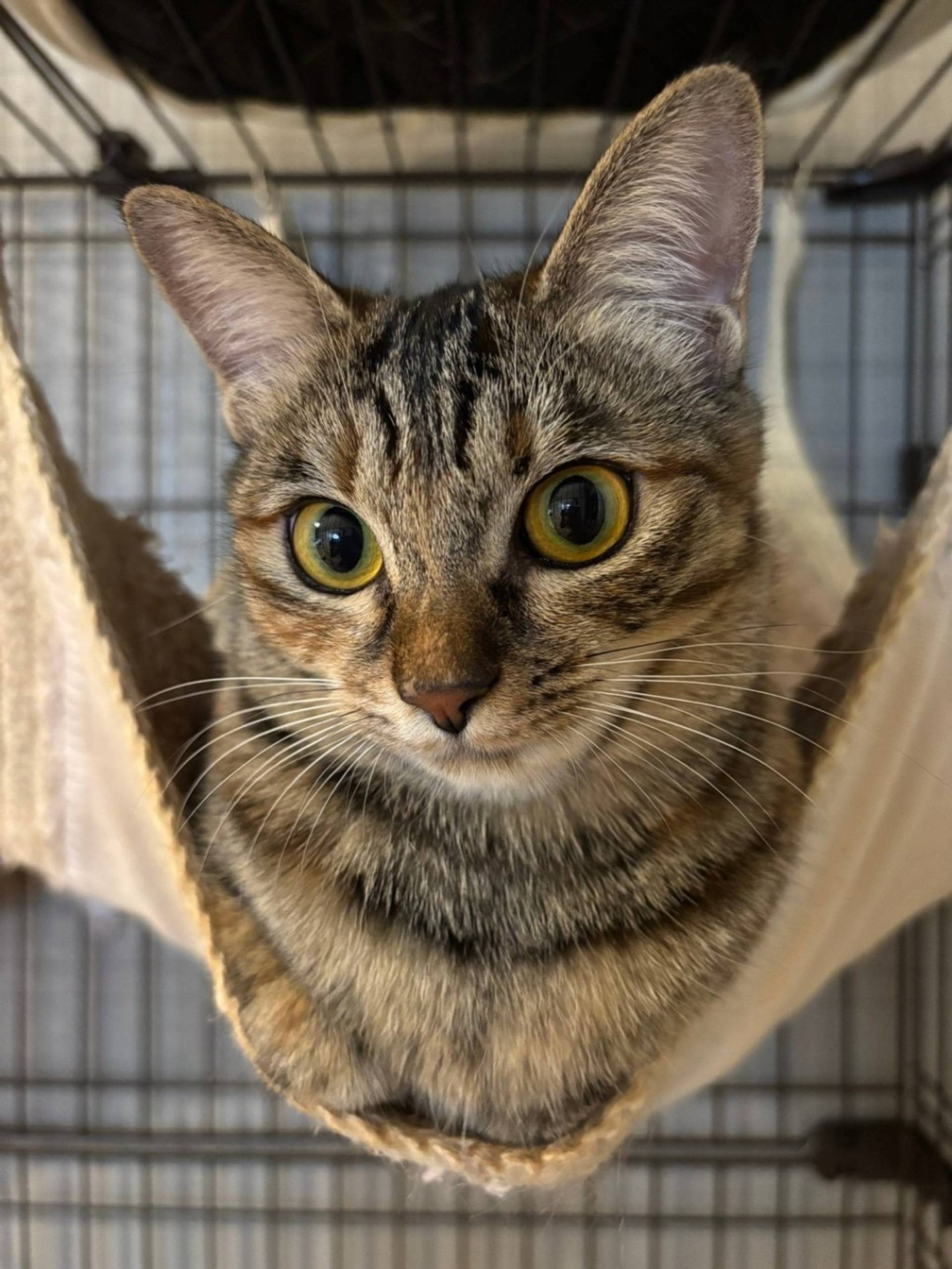 雑種（ミックス猫）・メスの里親募集の写真