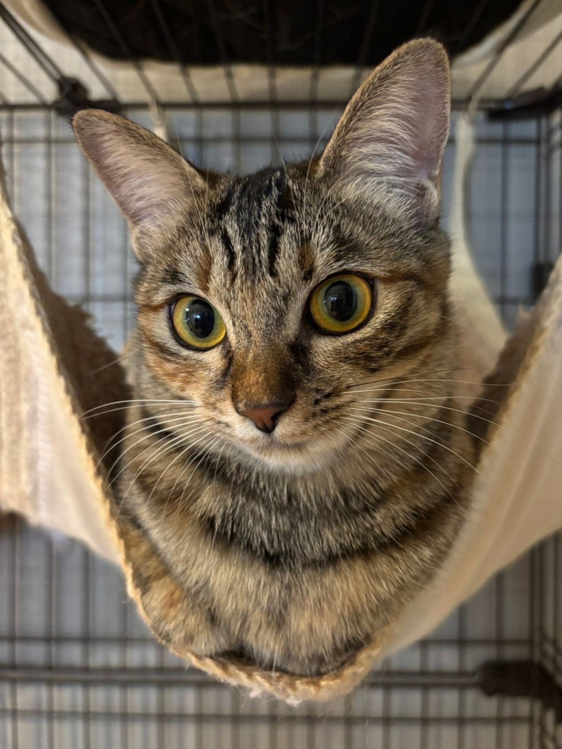 雑種（ミックス猫）・メスの里親募集の写真