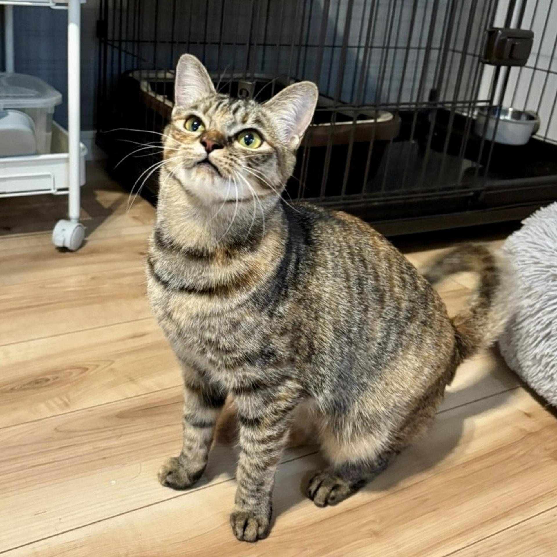 pet-image-3