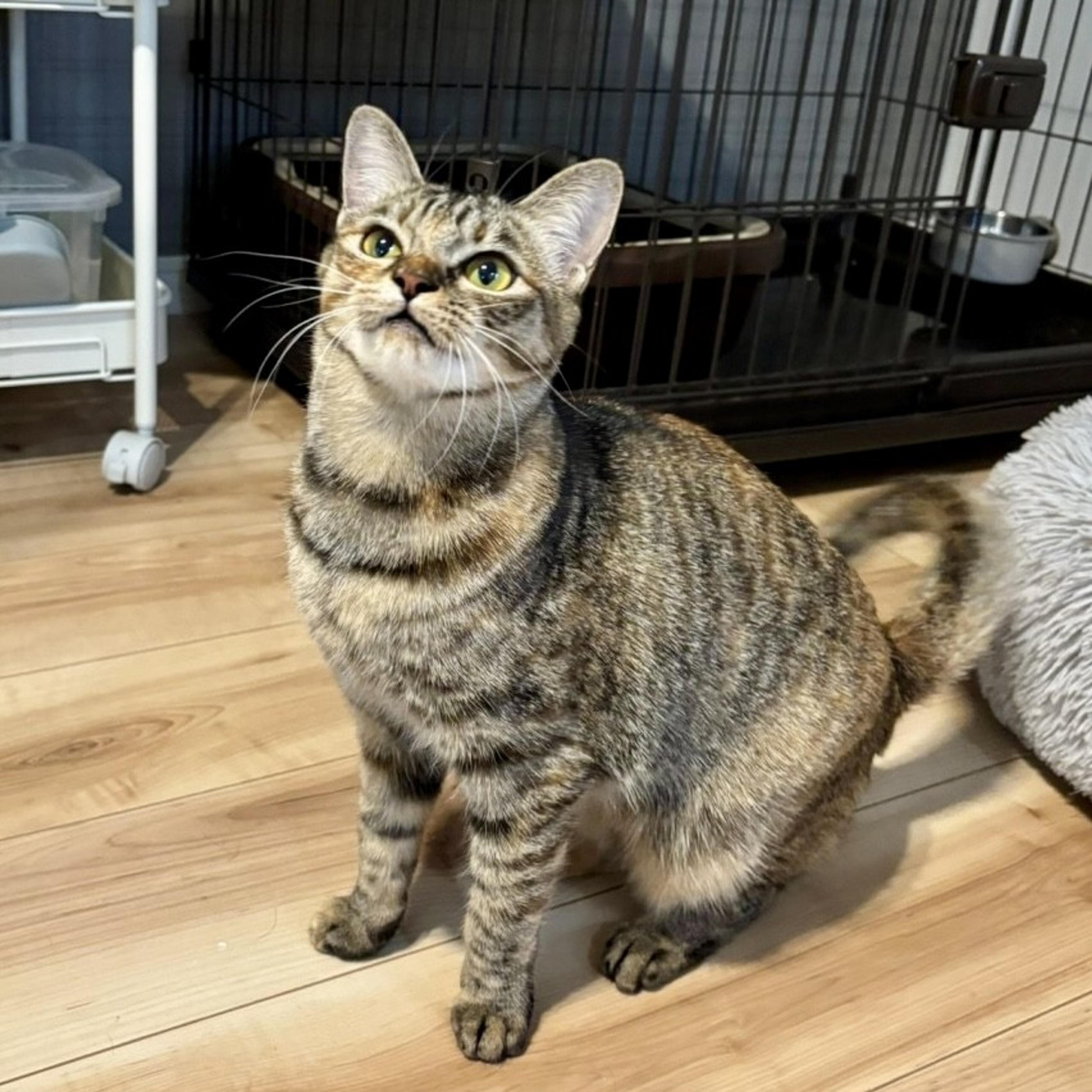 pet-image-3