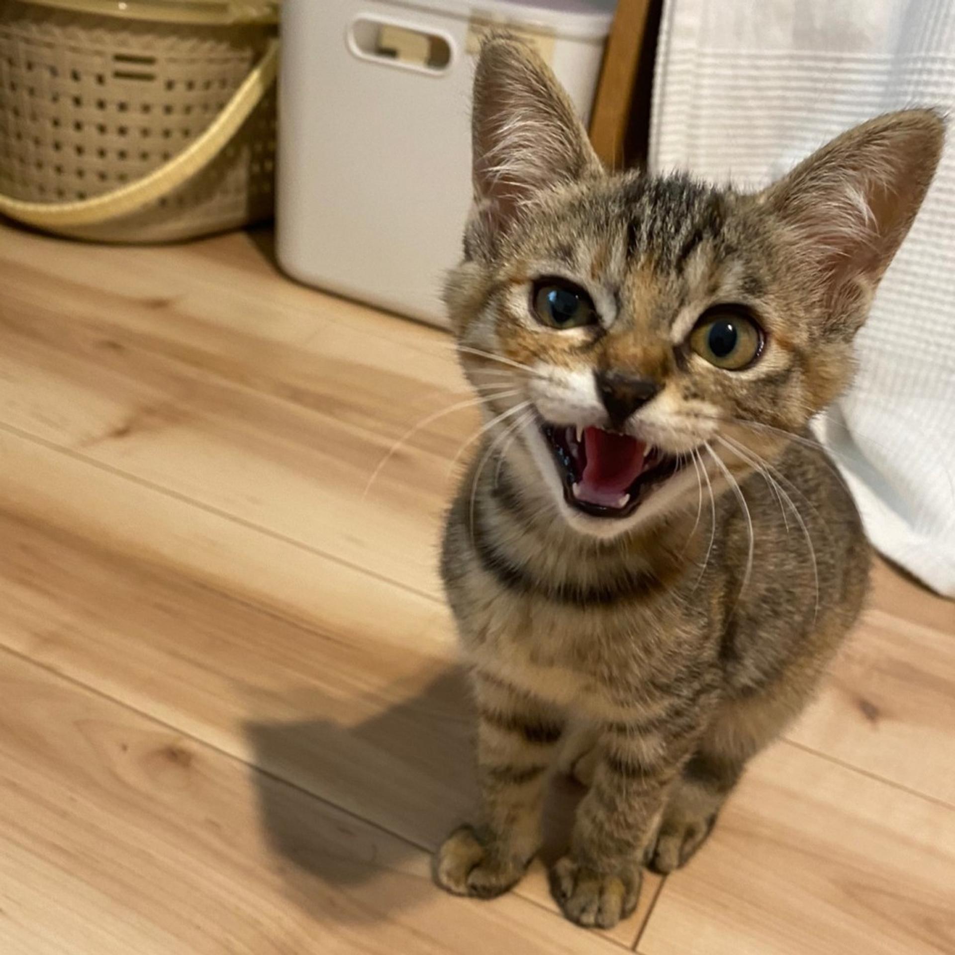 pet-image-8