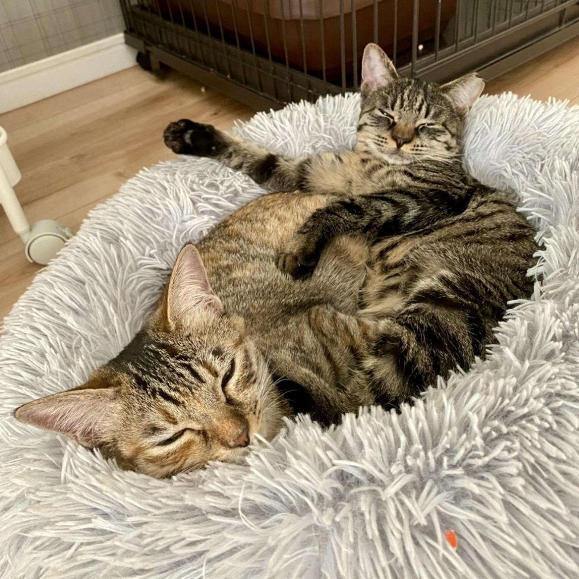 pet-image-5
