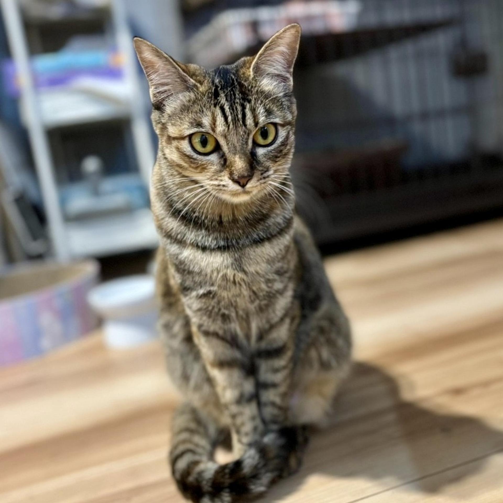 pet-image-7