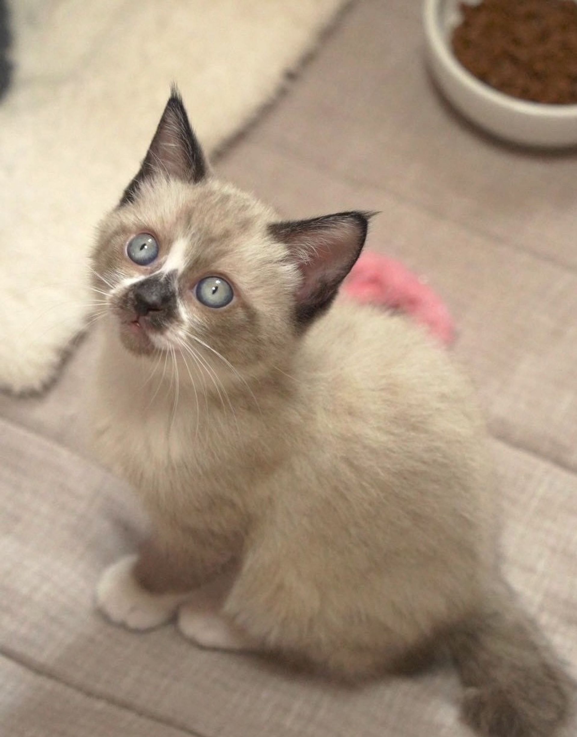 雑種（ミックス猫）・オスの里親募集の写真