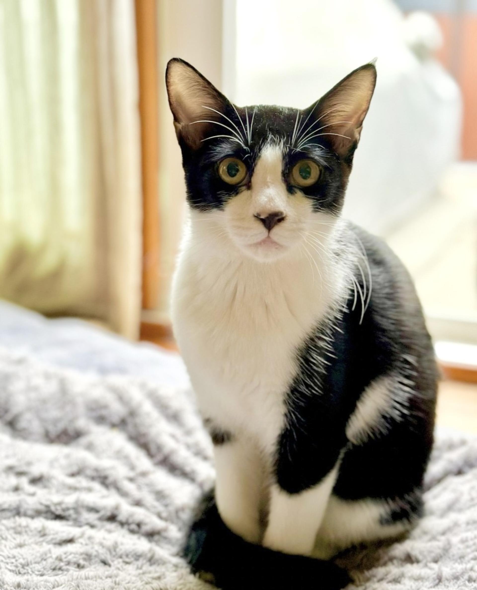 pet-image-2