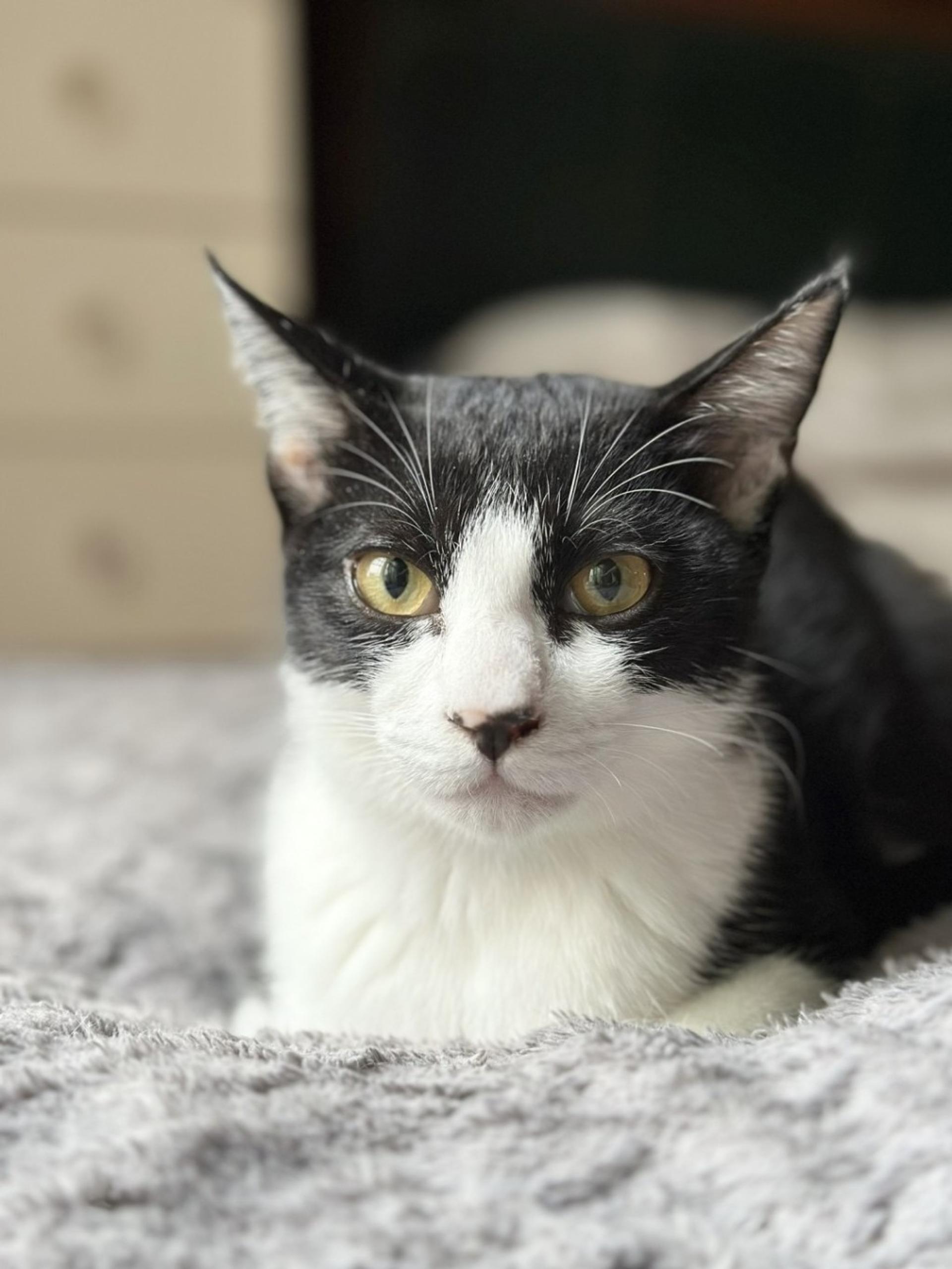 pet-image-4