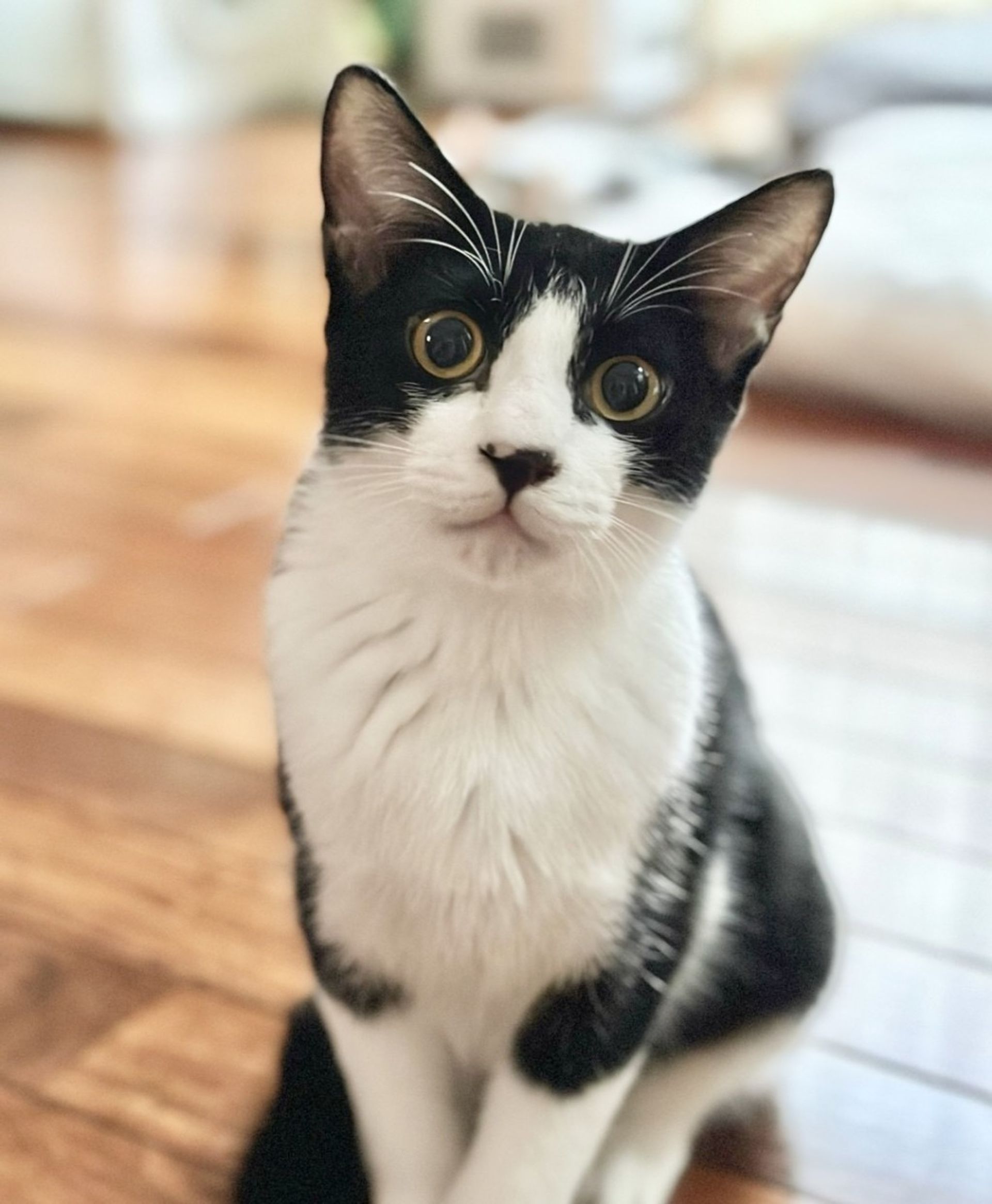 雑種（ミックス猫）・オスの里親募集の写真