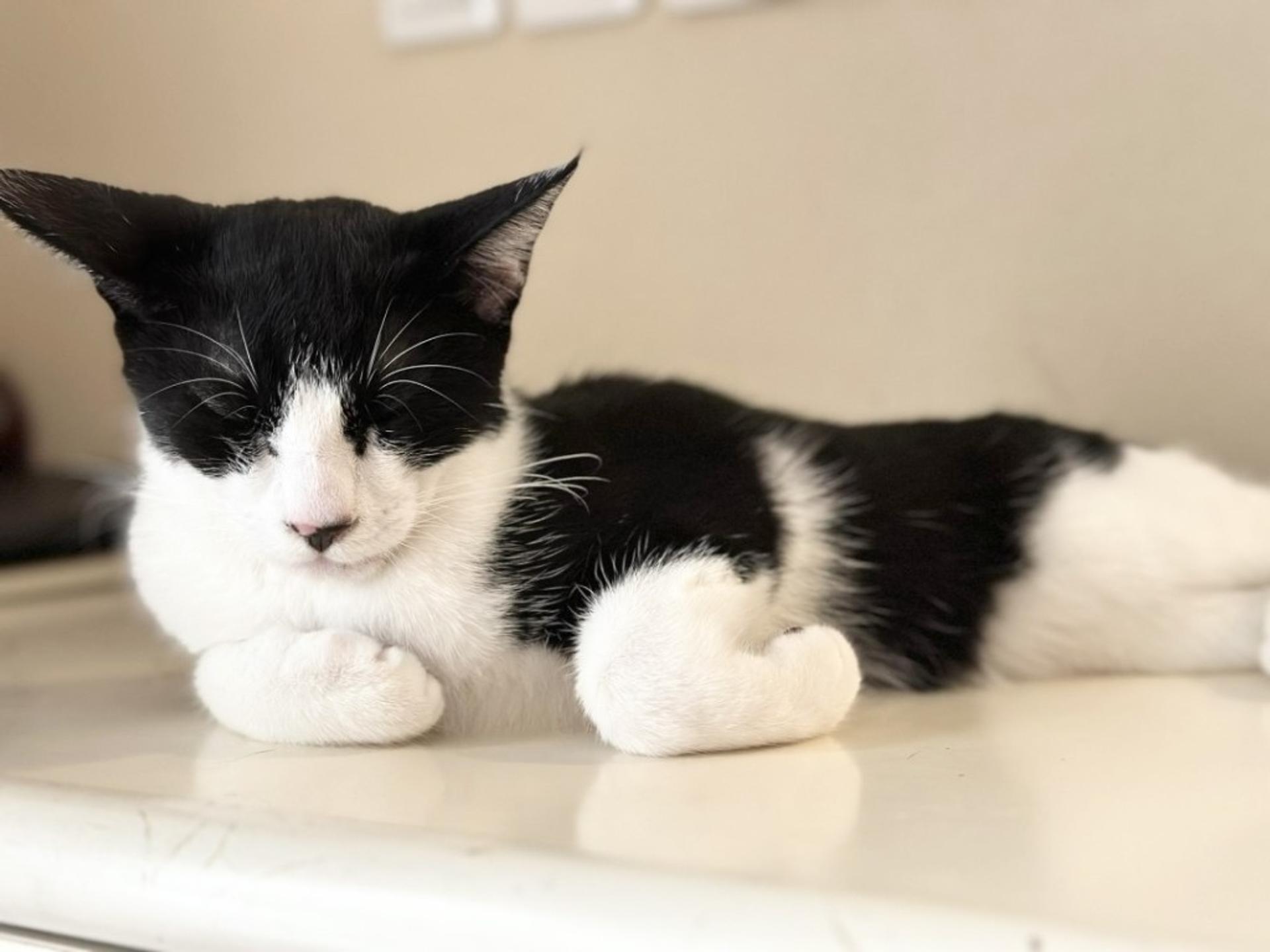 pet-image-6