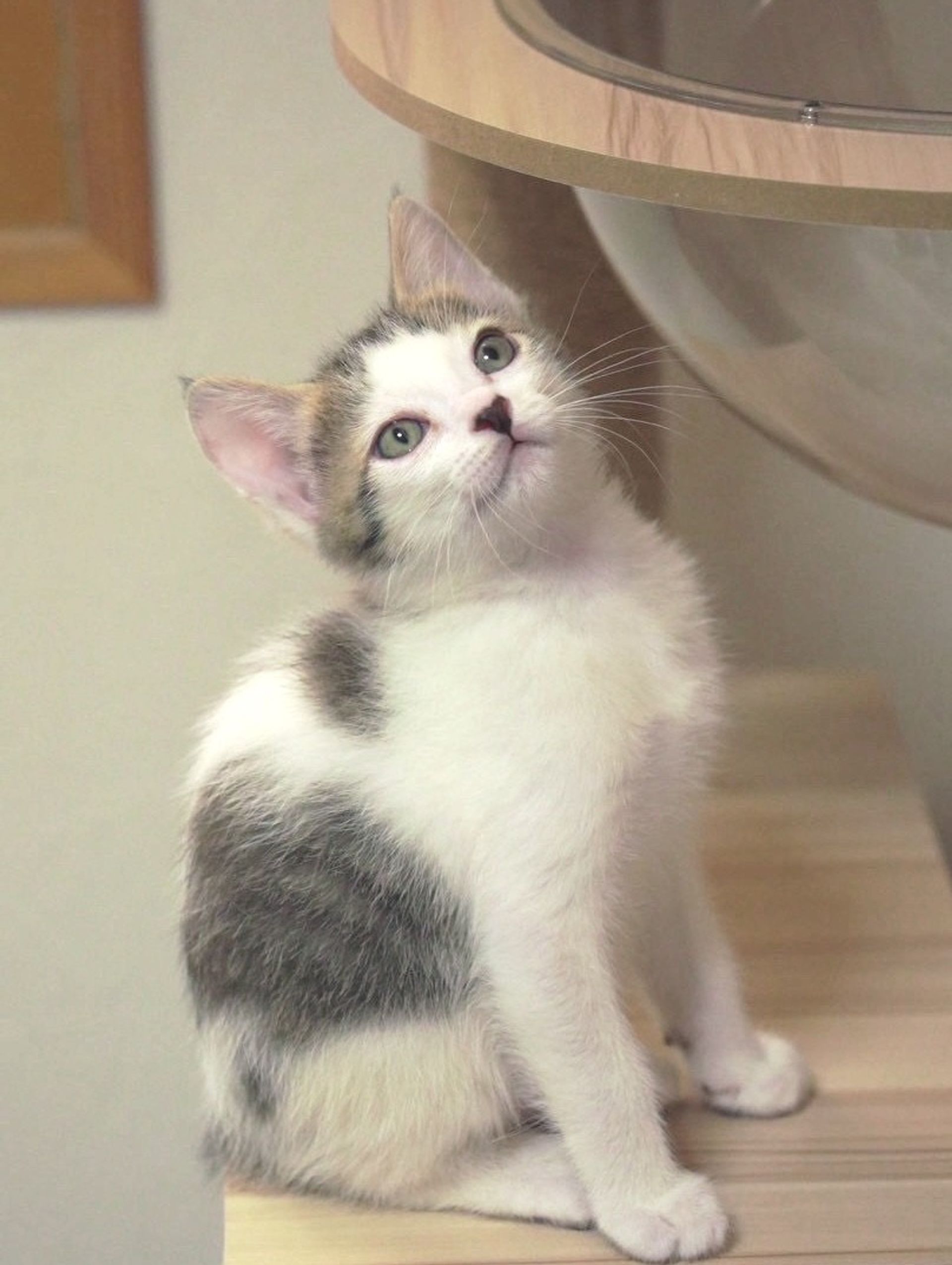 雑種（ミックス猫）・オスの里親募集の写真