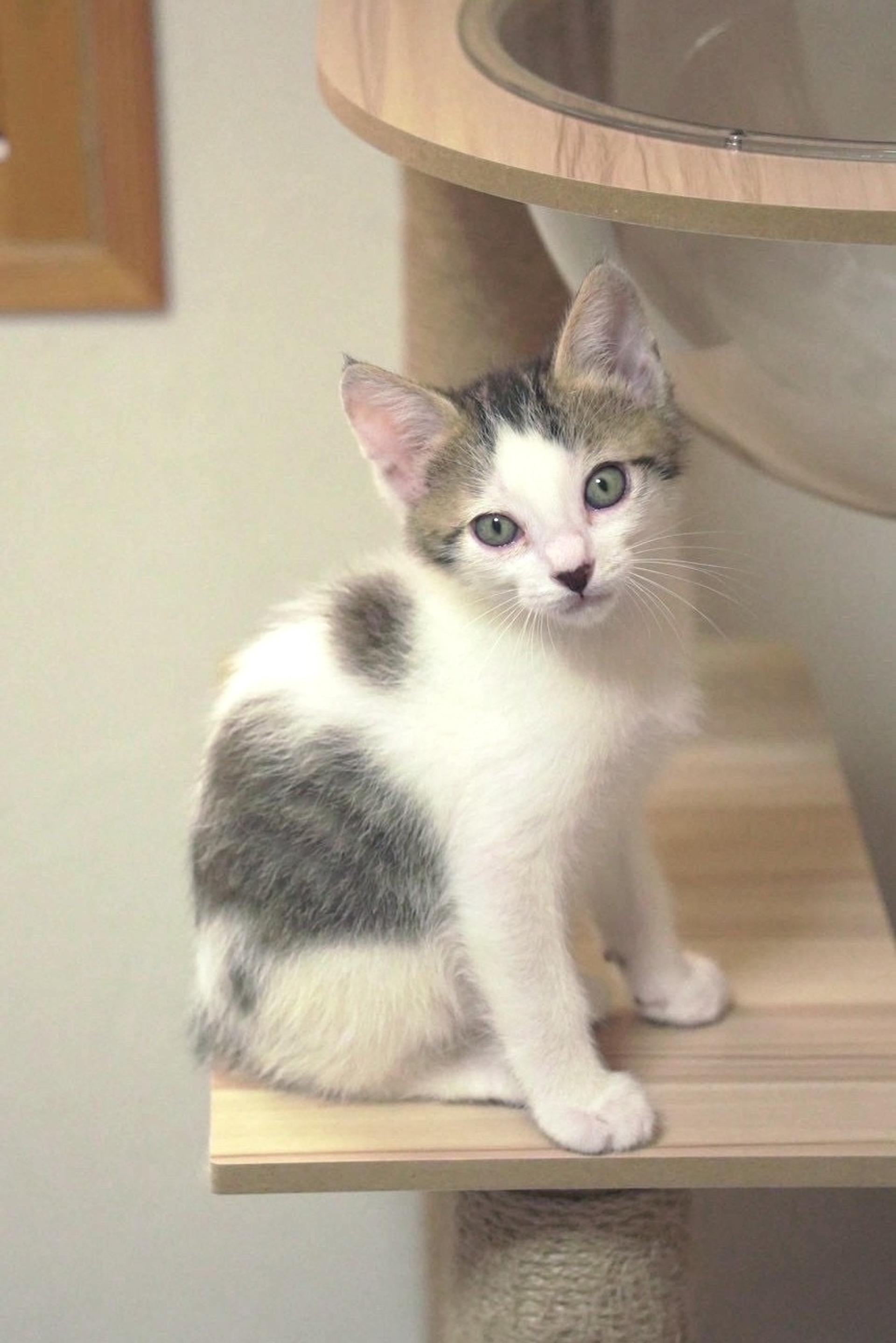 pet-image-2