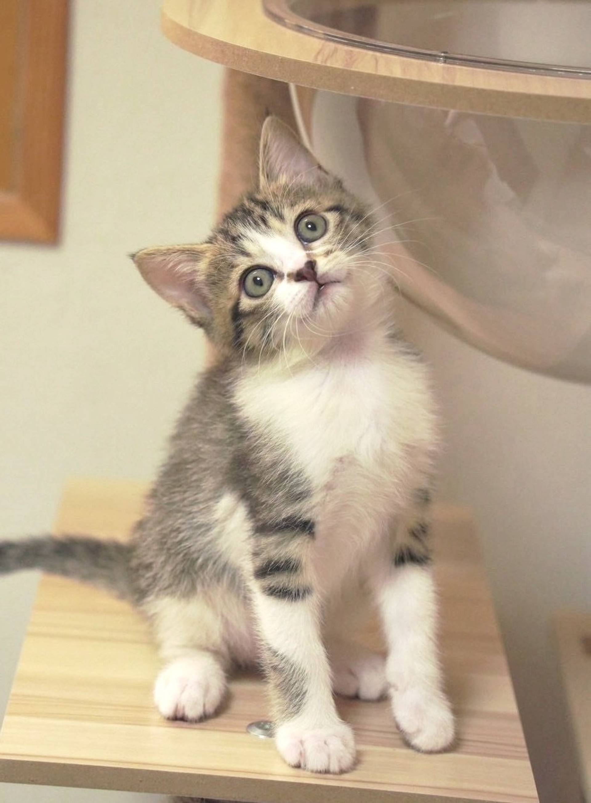 雑種（ミックス猫）・メスの里親募集の写真