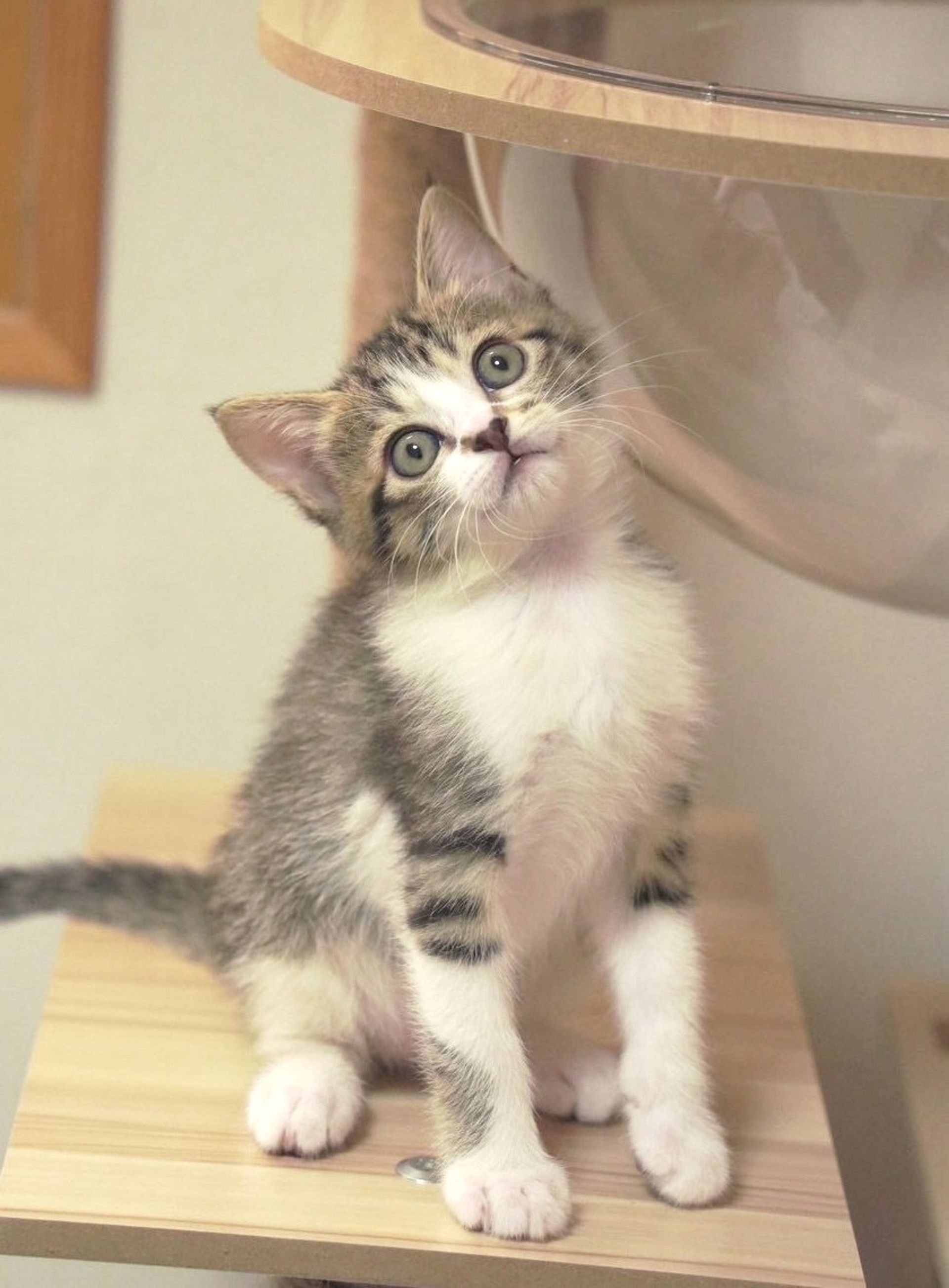 雑種（ミックス猫）・メスの里親募集の写真