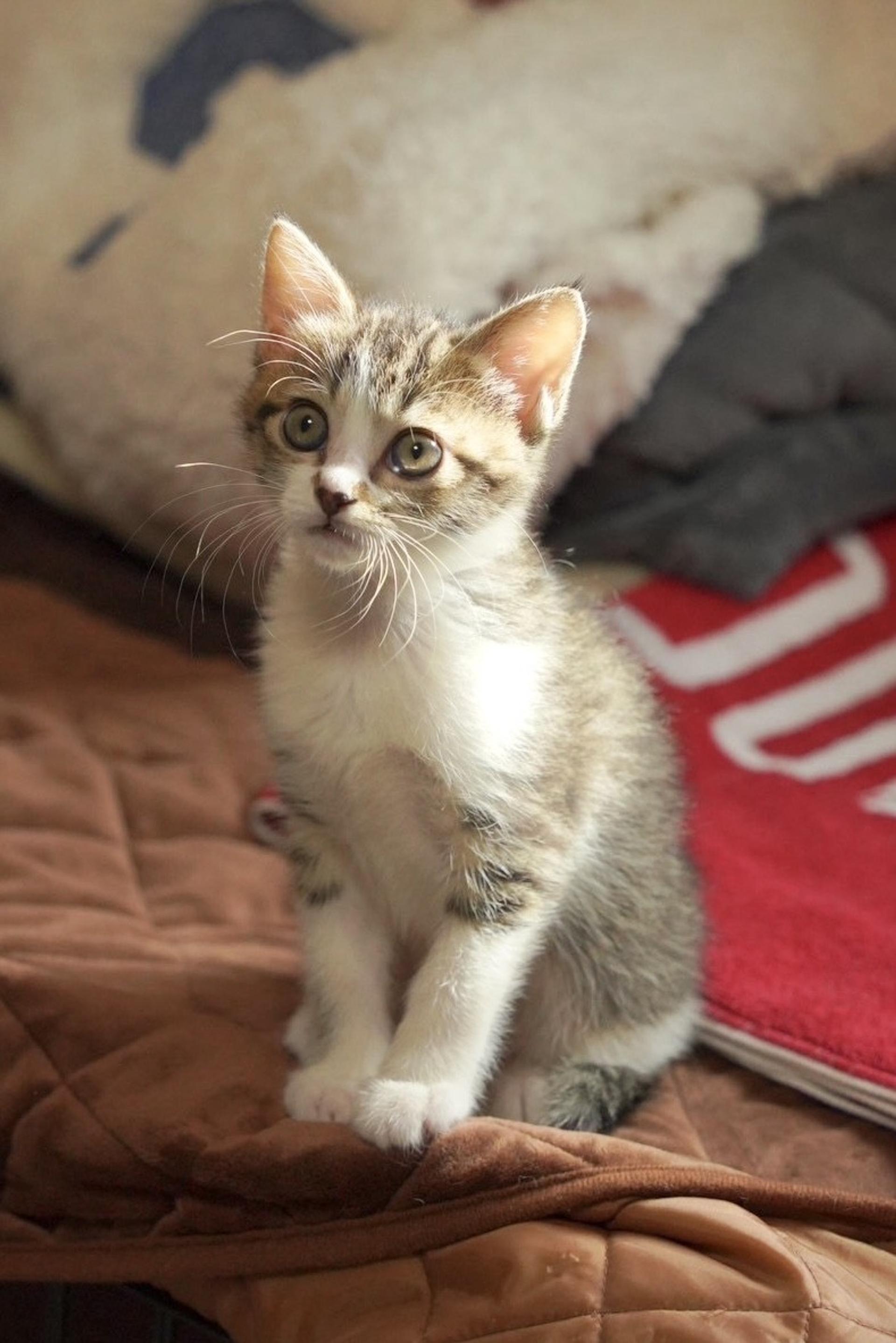 pet-image-3