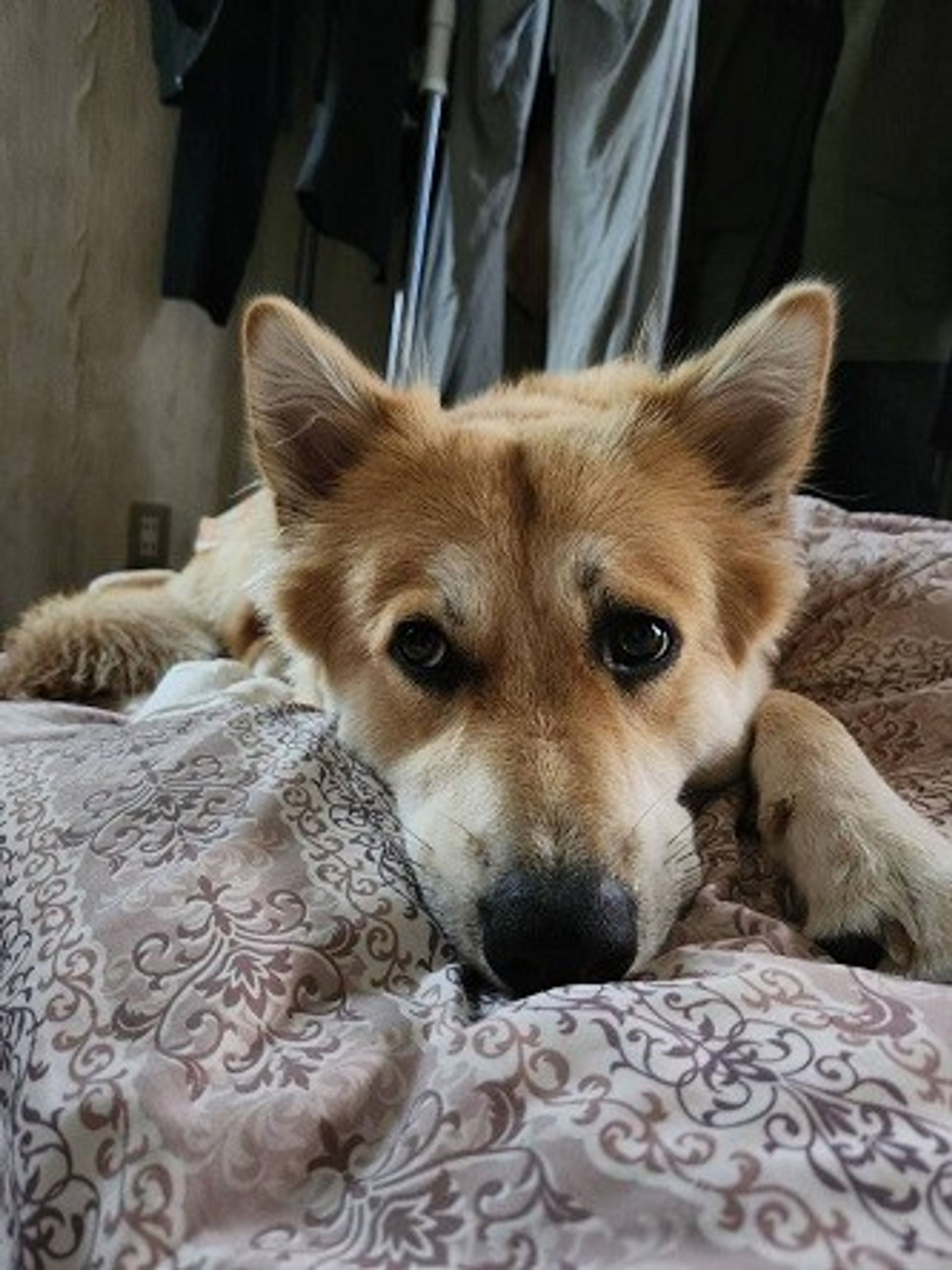 雑種（ミックス犬）・メスの里親募集の写真