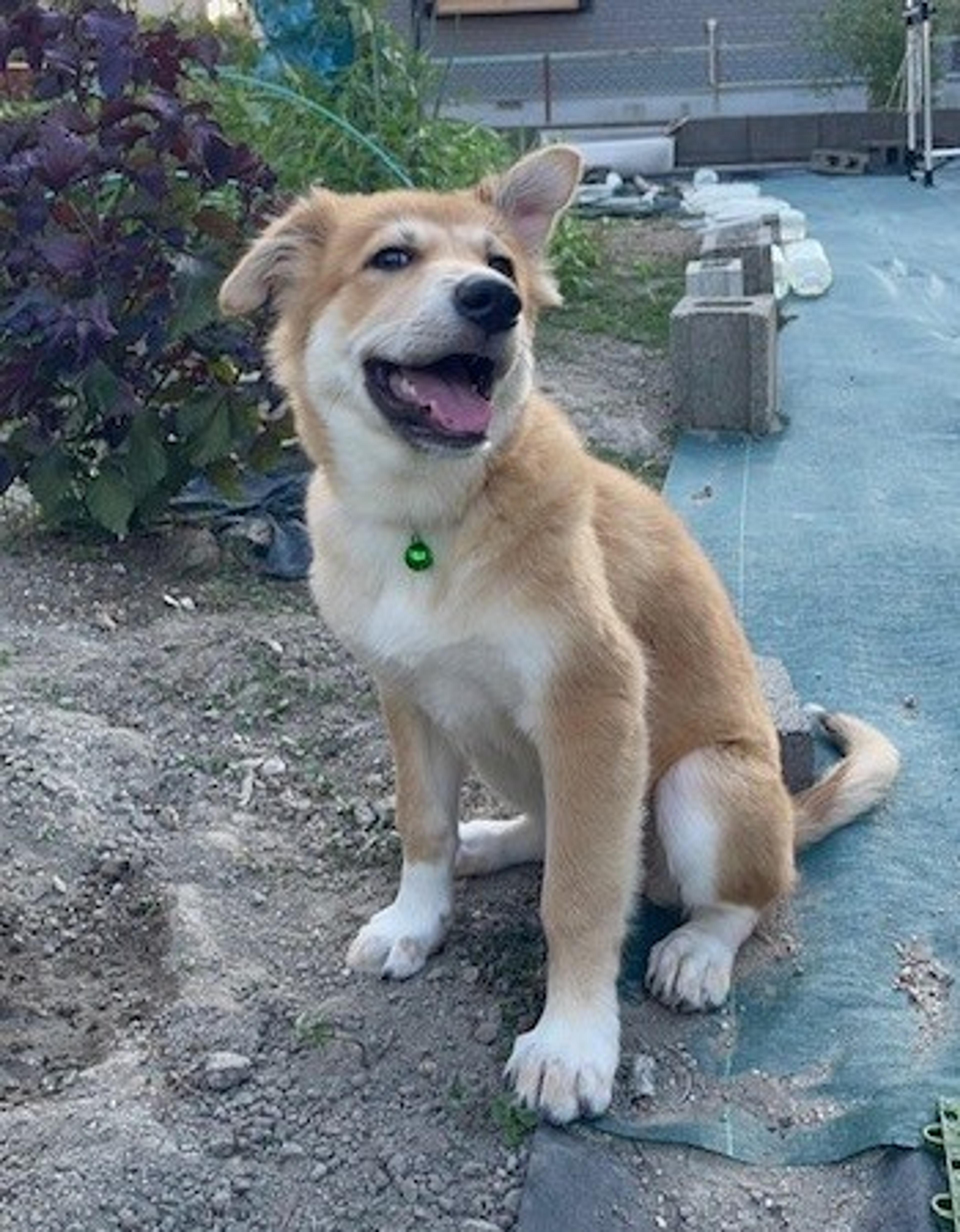 pet-image-2