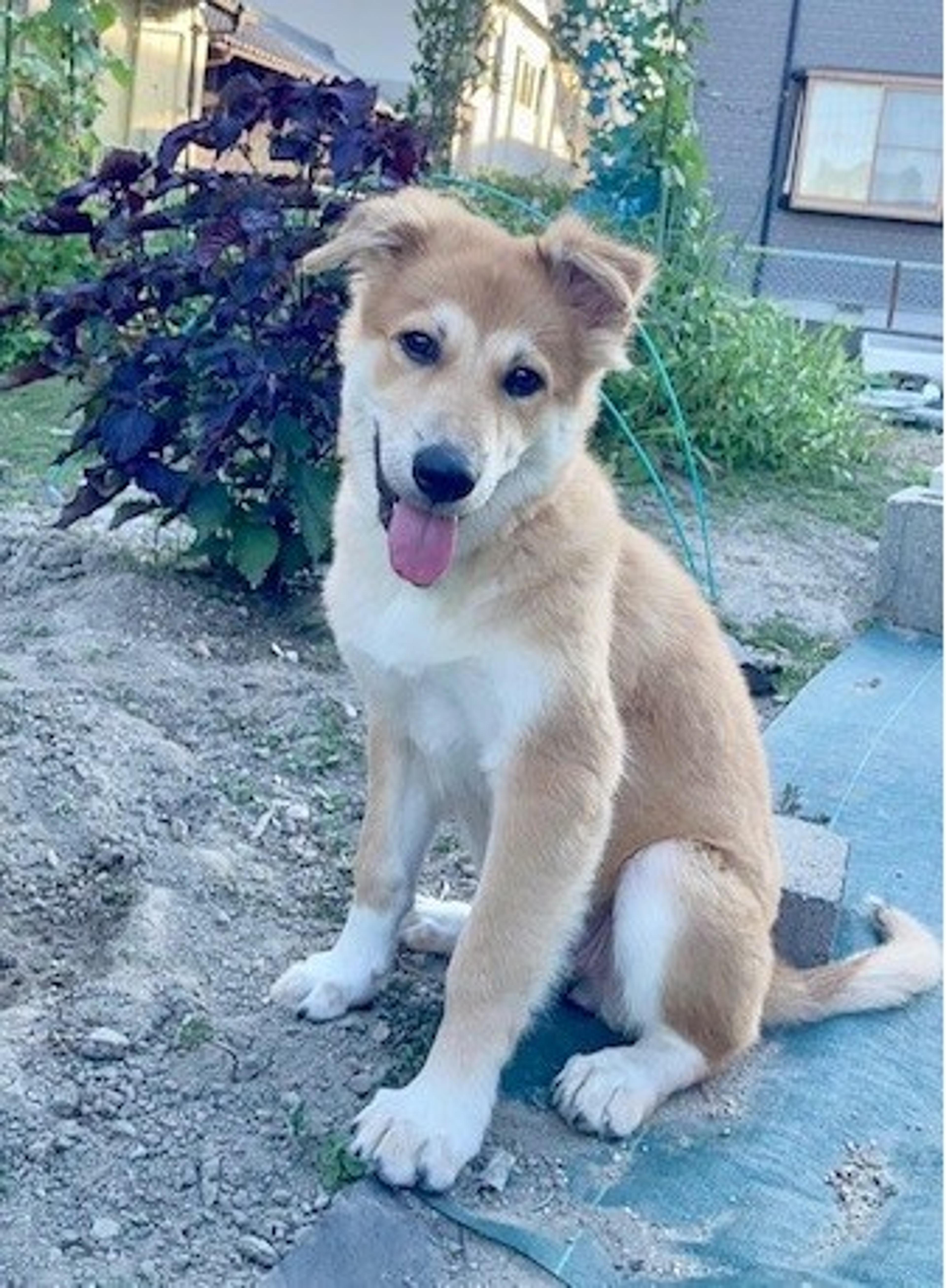 pet-image-3