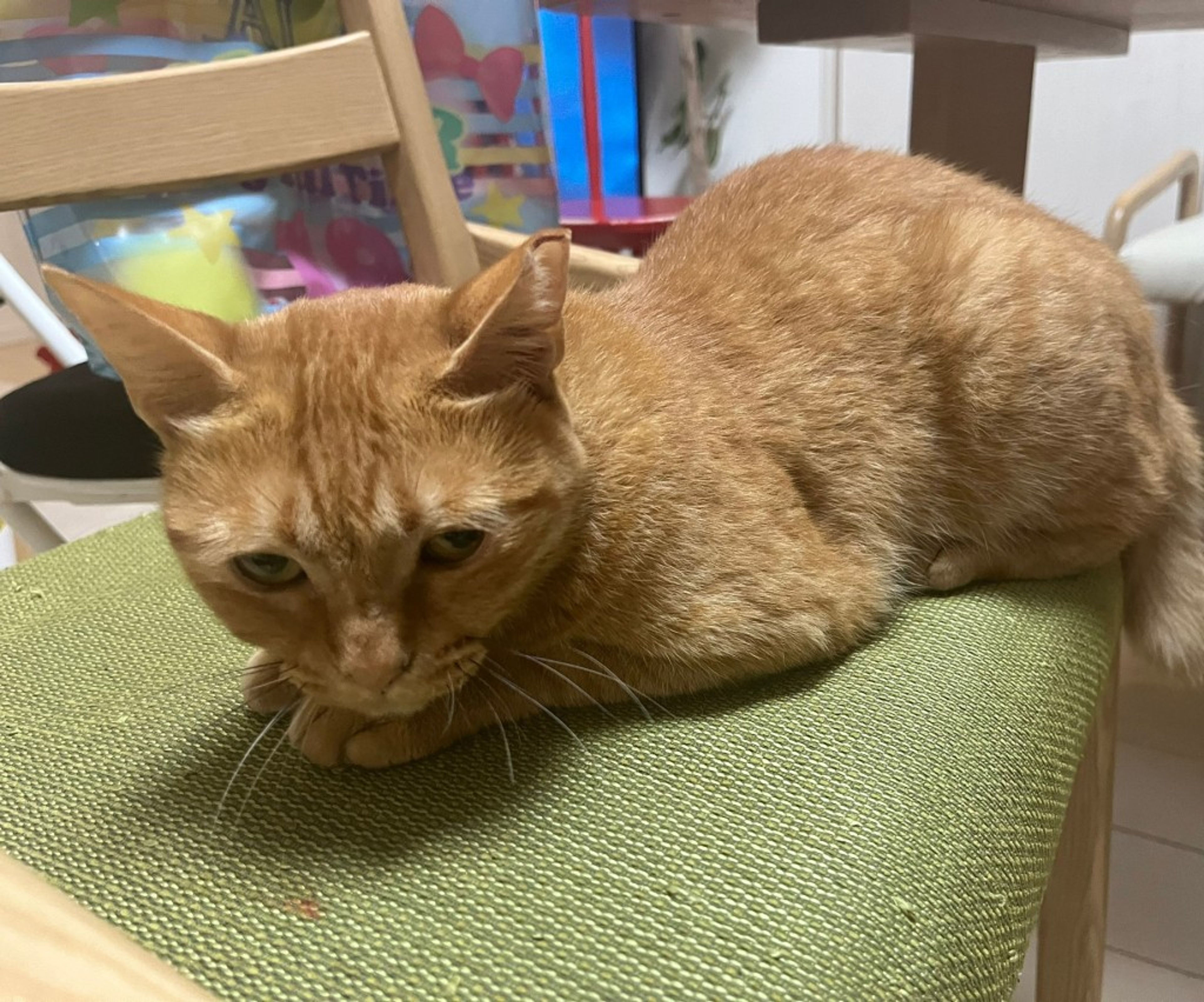 pet-image-5