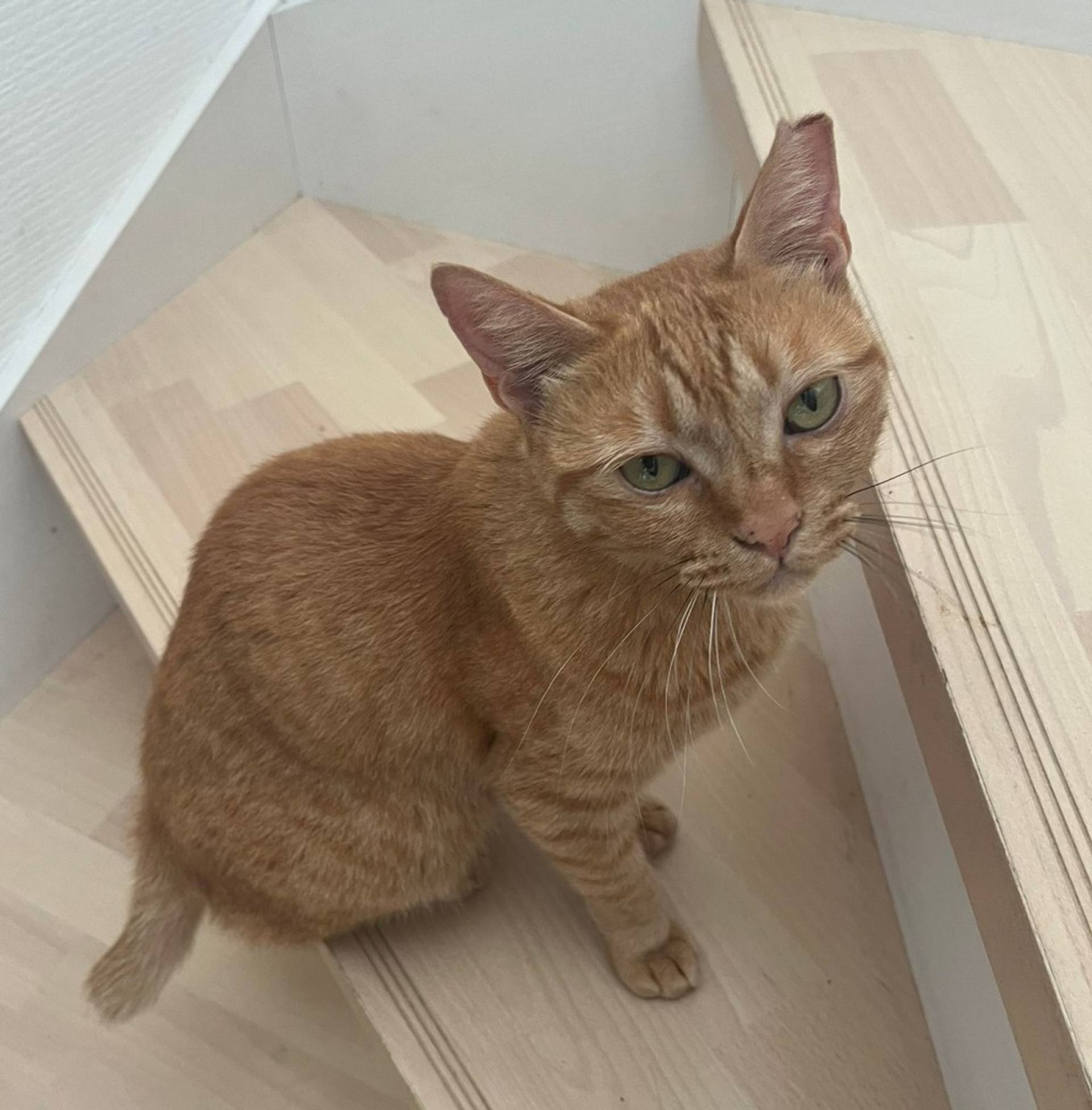 雑種（ミックス猫）・メスの里親募集の写真