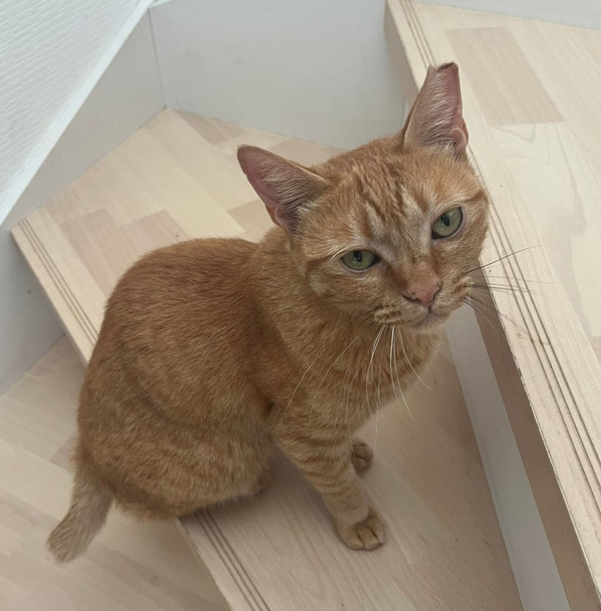 雑種（ミックス猫）・メスの里親募集の写真