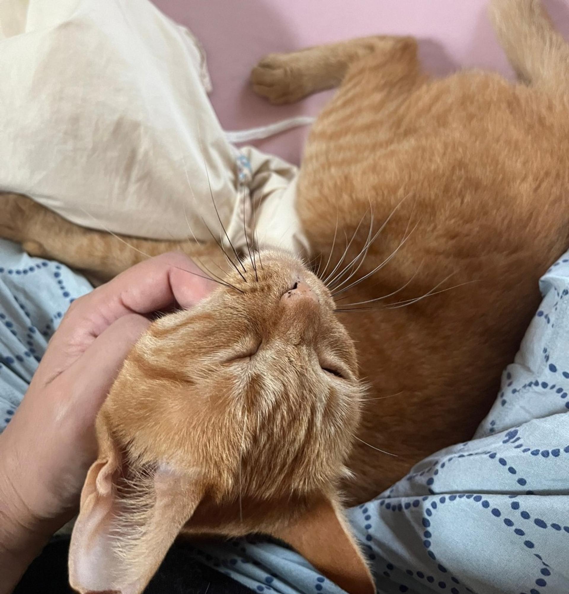pet-image-7