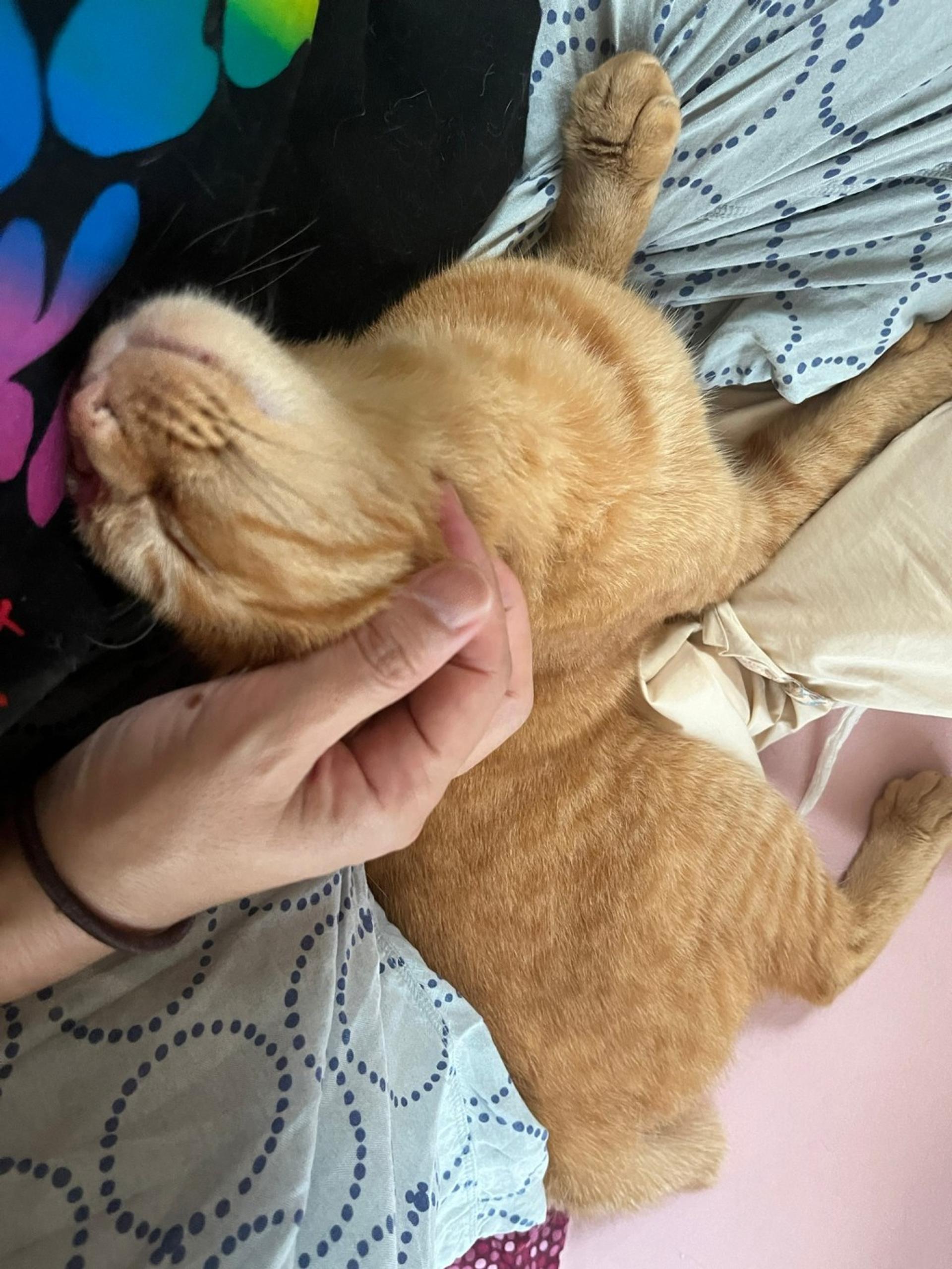 pet-image-3