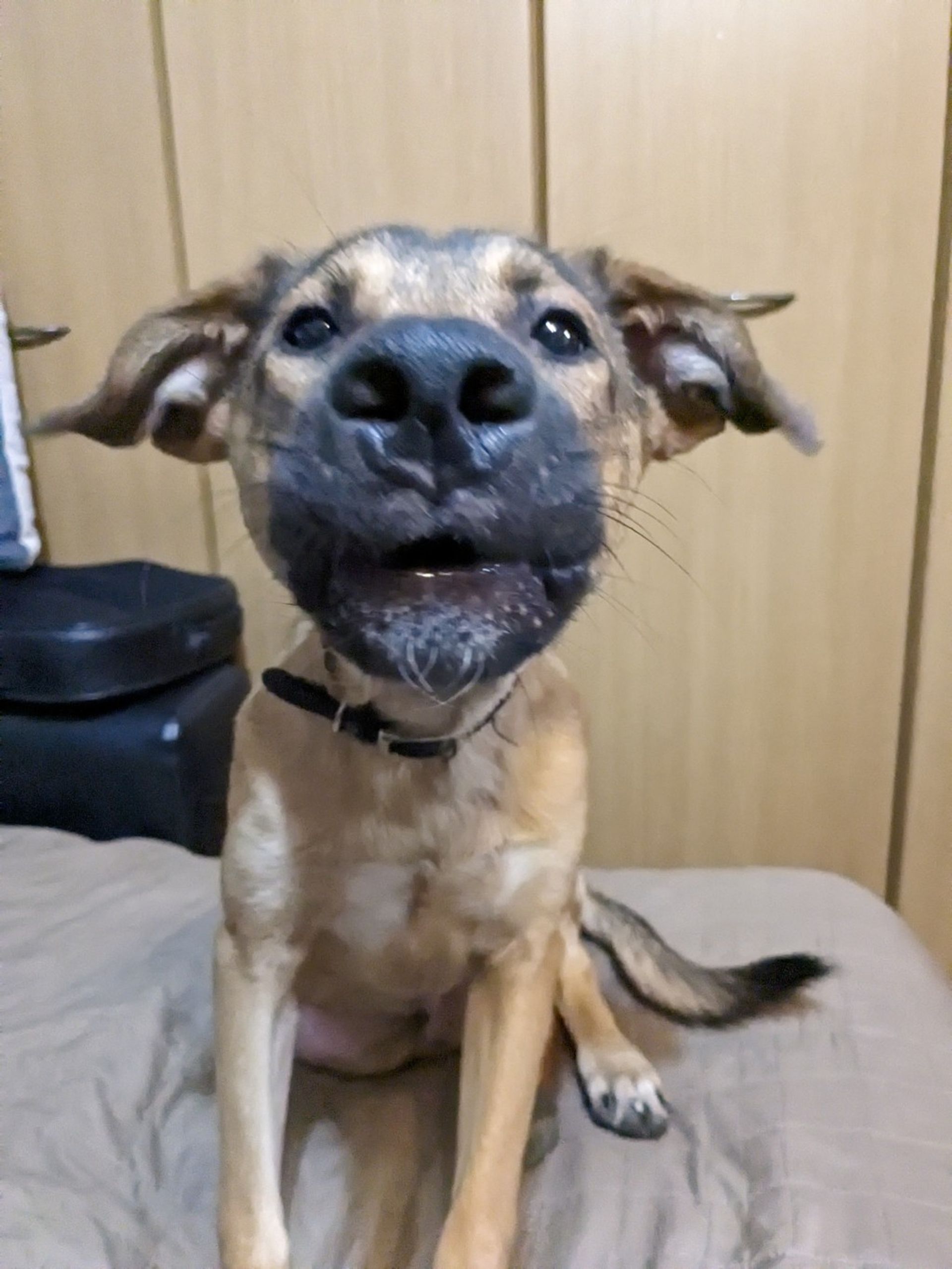 雑種（ミックス犬）・オスの里親募集の写真