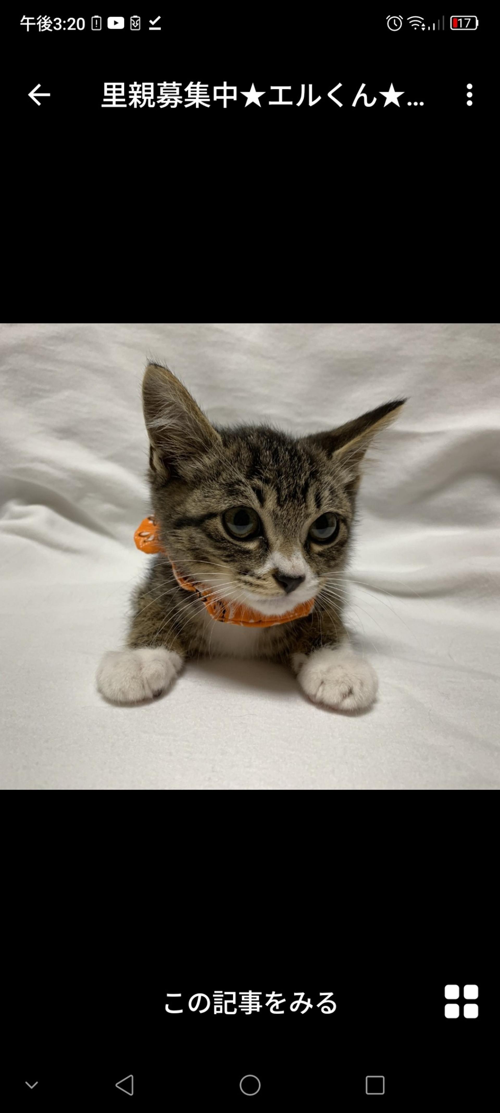 pet-image-2
