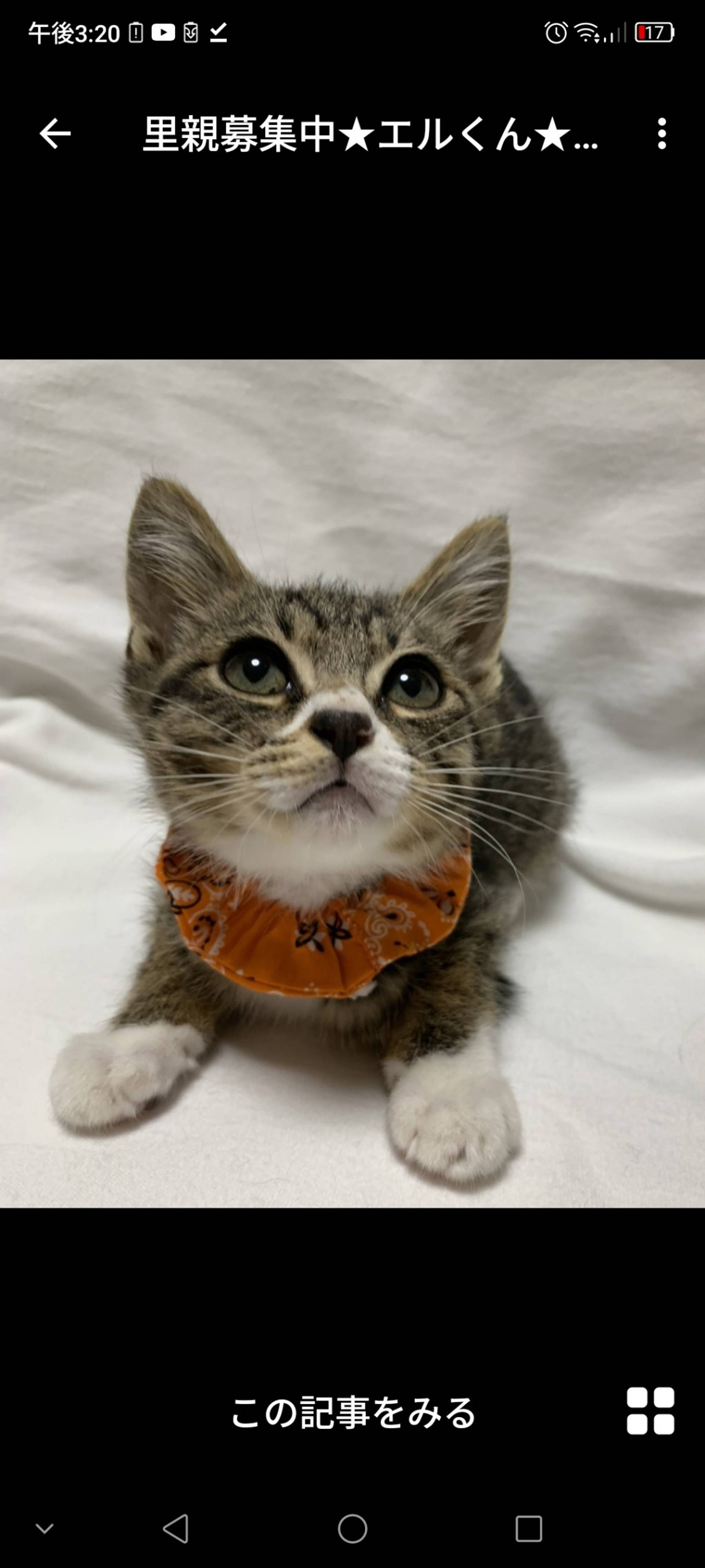 雑種（ミックス猫）・オスの里親募集の写真
