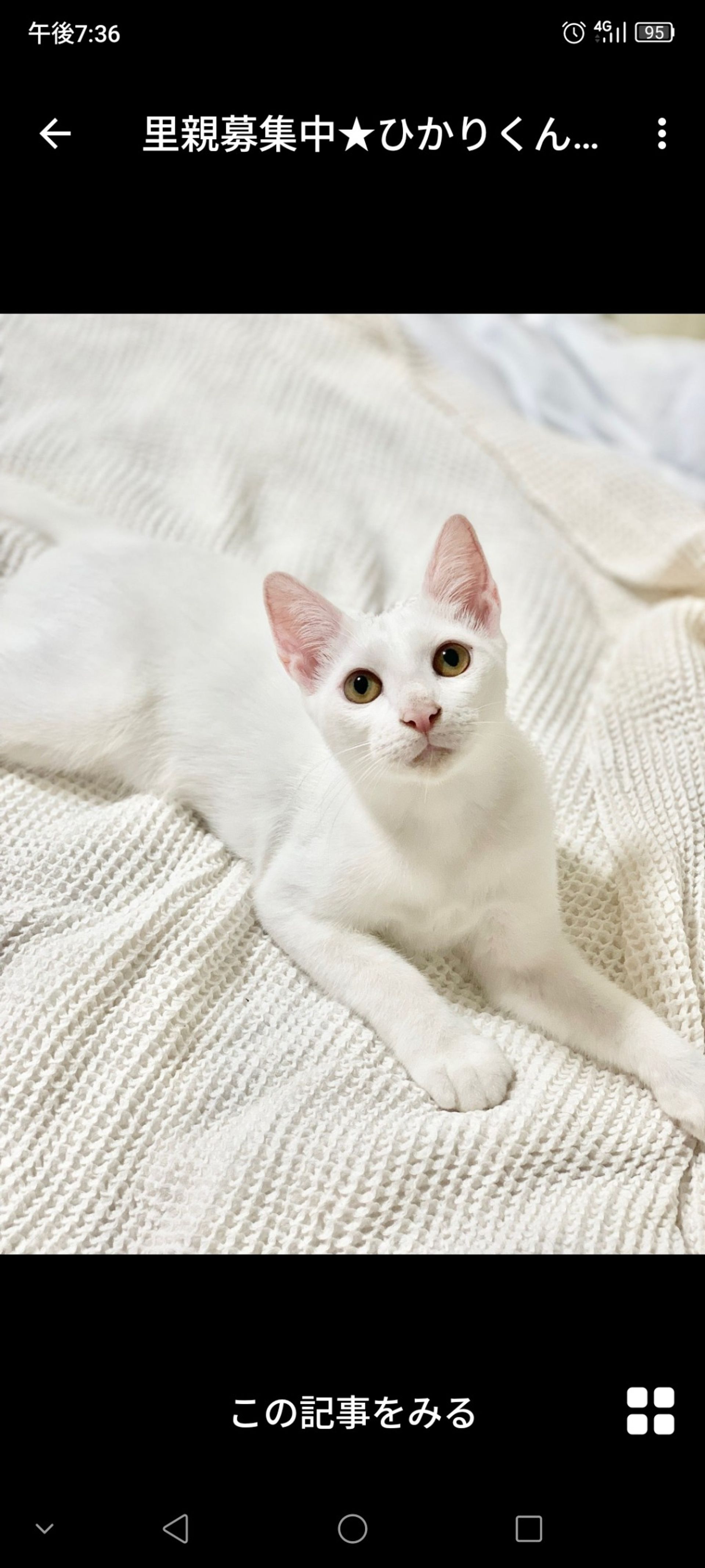 雑種（ミックス猫）・オスの里親募集の写真