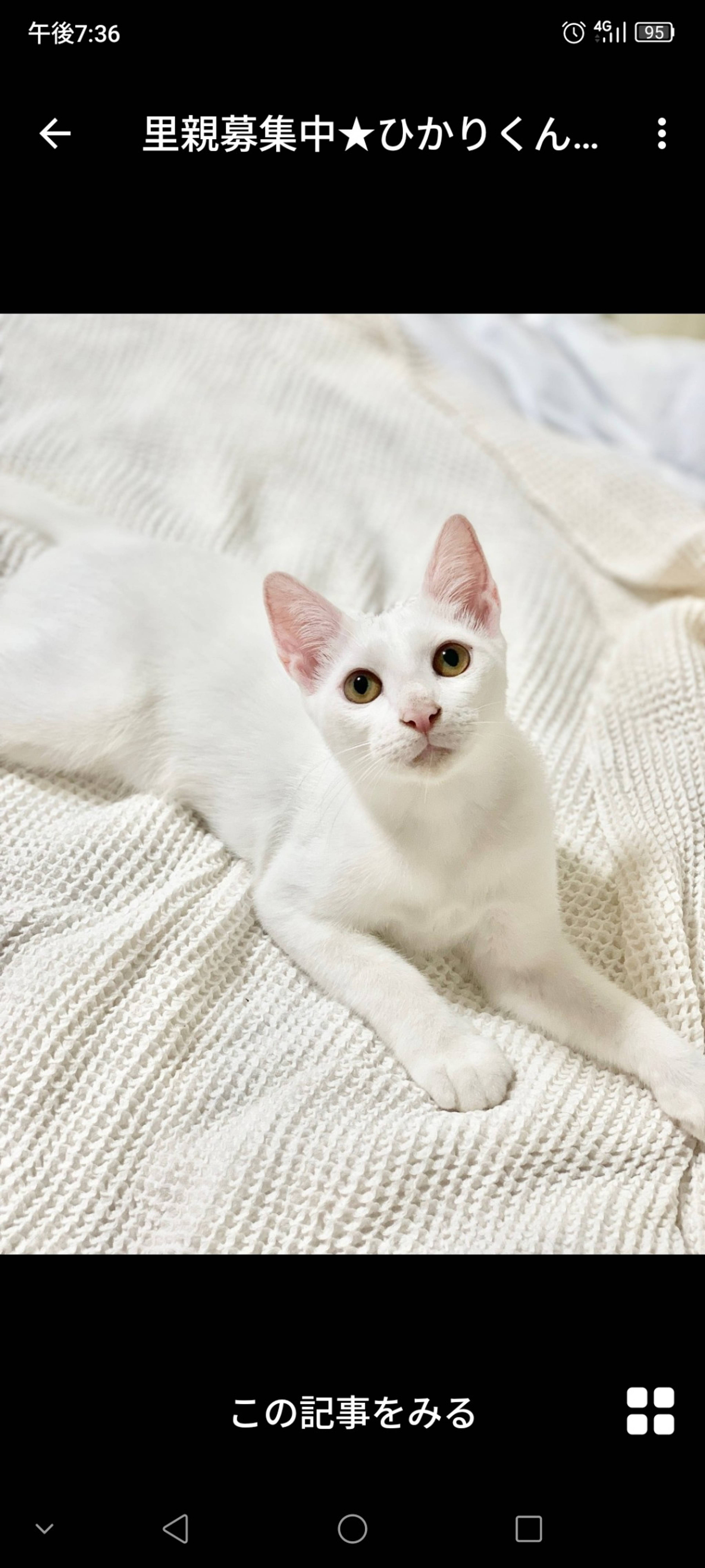 雑種（ミックス猫）・オスの里親募集の写真