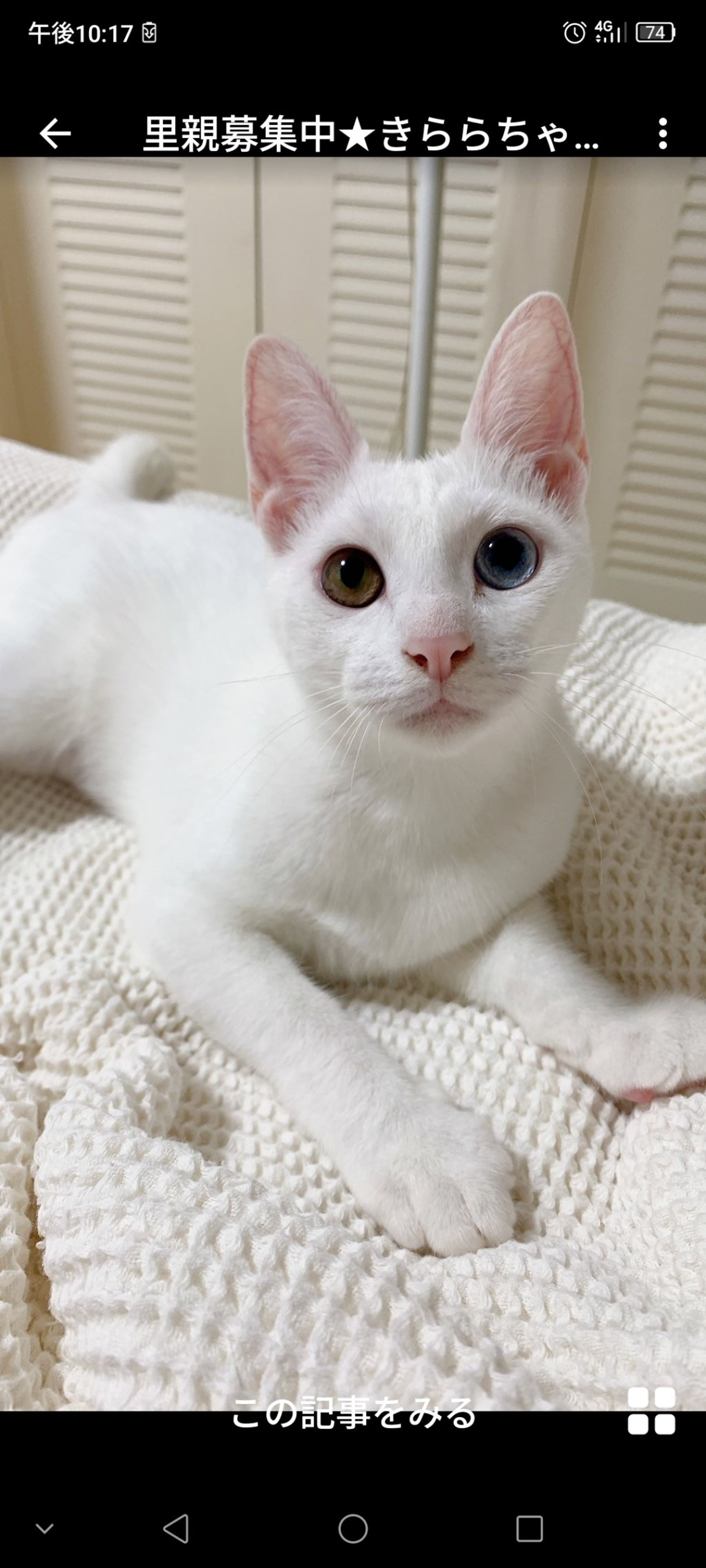 雑種（ミックス猫）・メスの里親募集の写真
