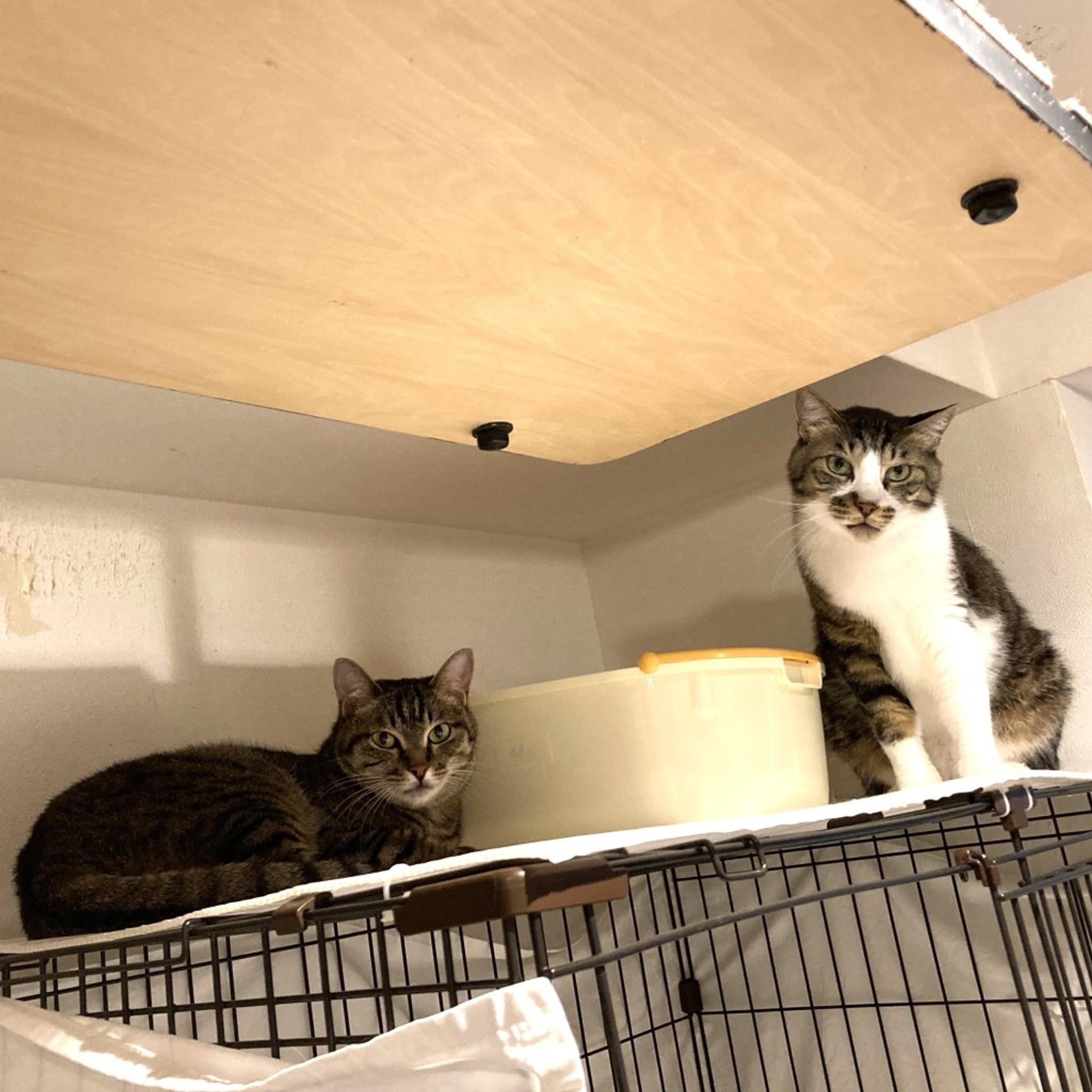 pet-image-3